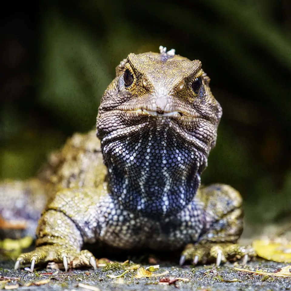 Tuatara Close Up Portret Achtergrond