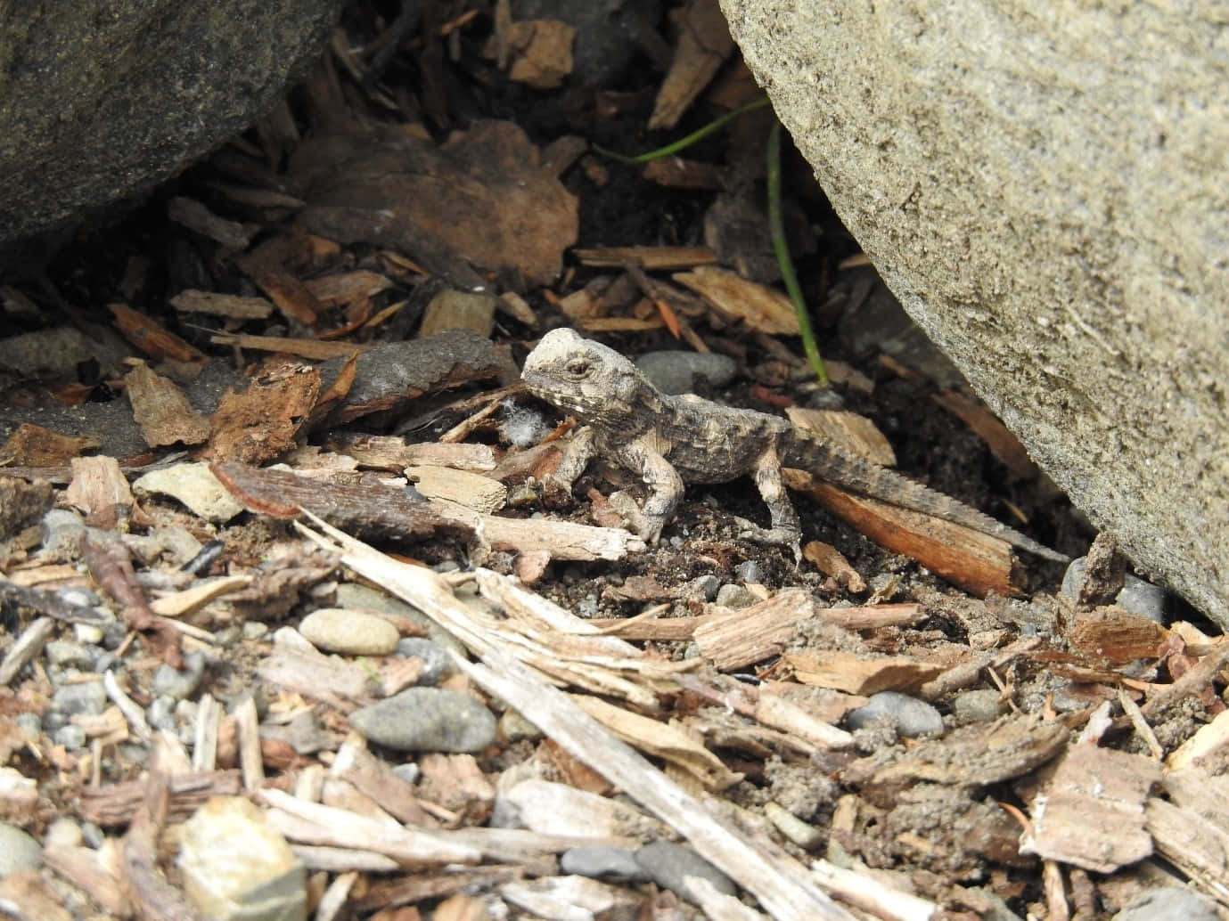 Tuatara Jongen Camouflage Achtergrond