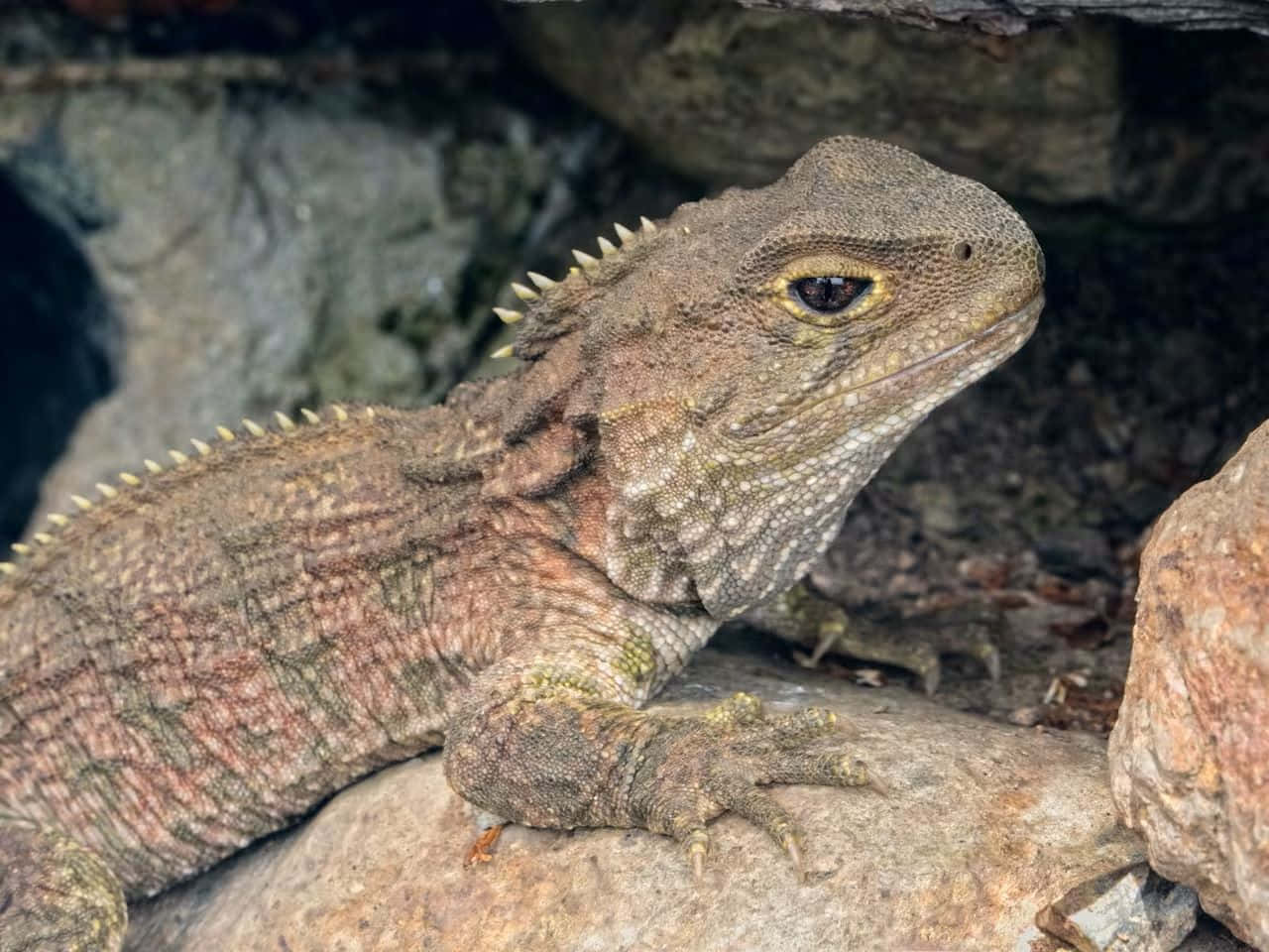 Tuatara Hagedis Rustend Op Steen Achtergrond