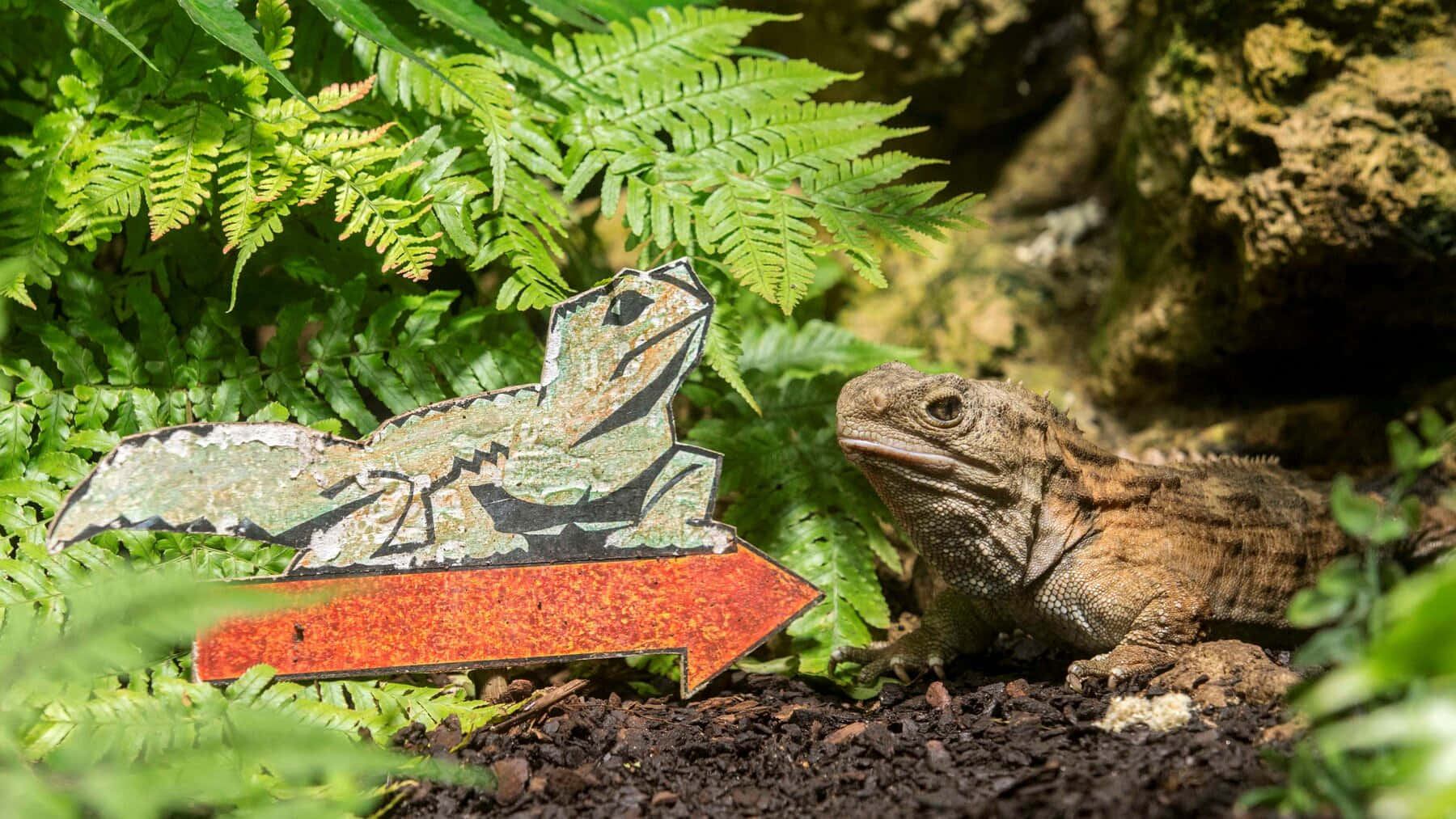 Tuatara Naast Bord Achtergrond