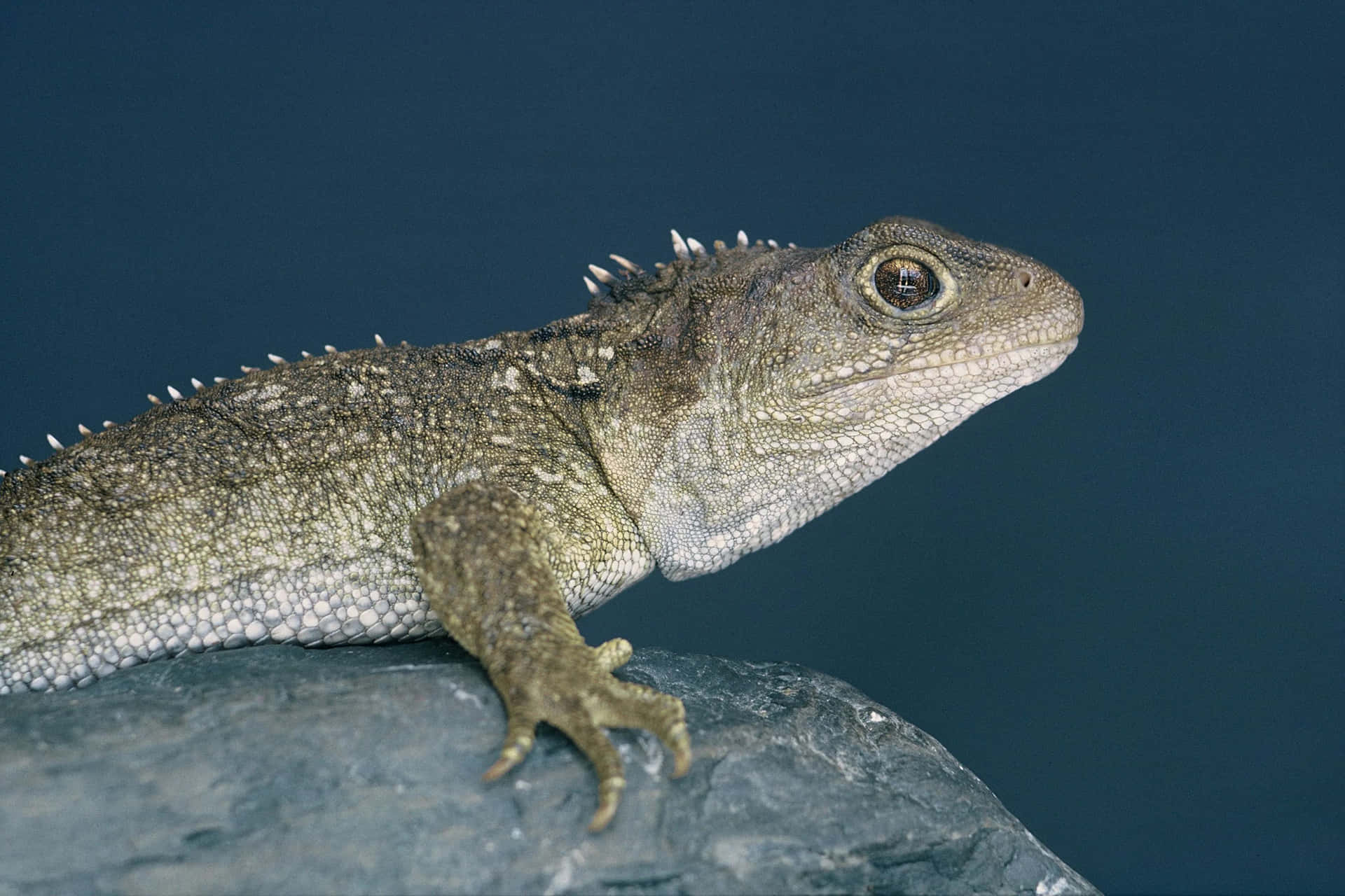 Tuatara Reptiel Op Steen Achtergrond