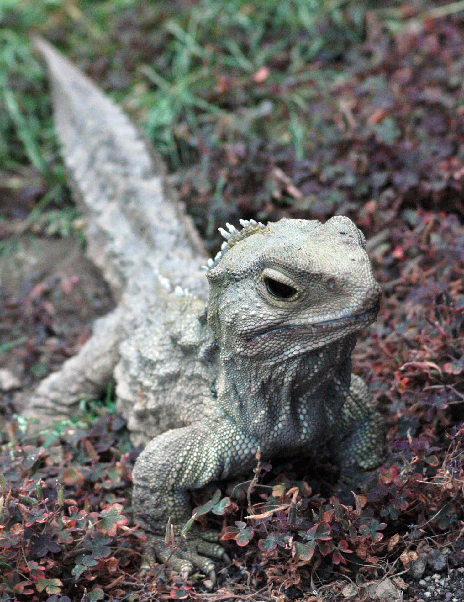 Natuurlijke Habitat Van De Tuatara Achtergrond