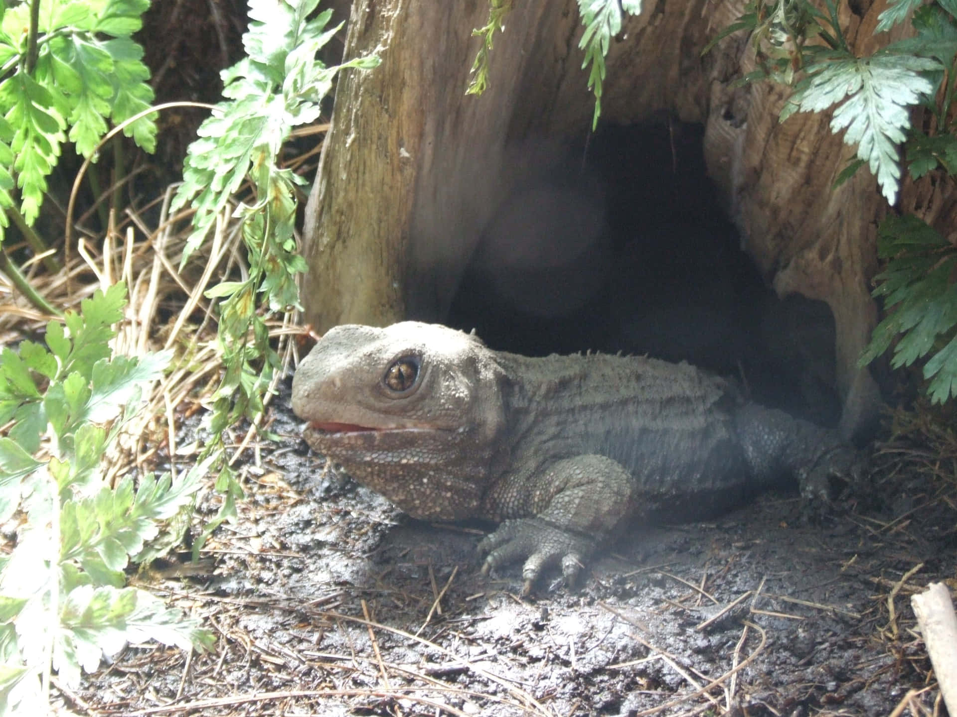 [100+] Tuatara Wallpapers | Wallpapers.com