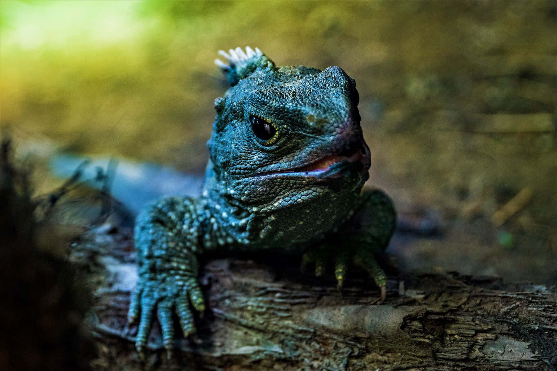 Tuatara Op Log Natuurlijke Habitat.jpg Achtergrond