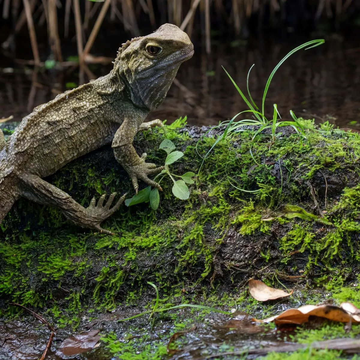 Tuatara Op Mosachtige Boomstam Achtergrond