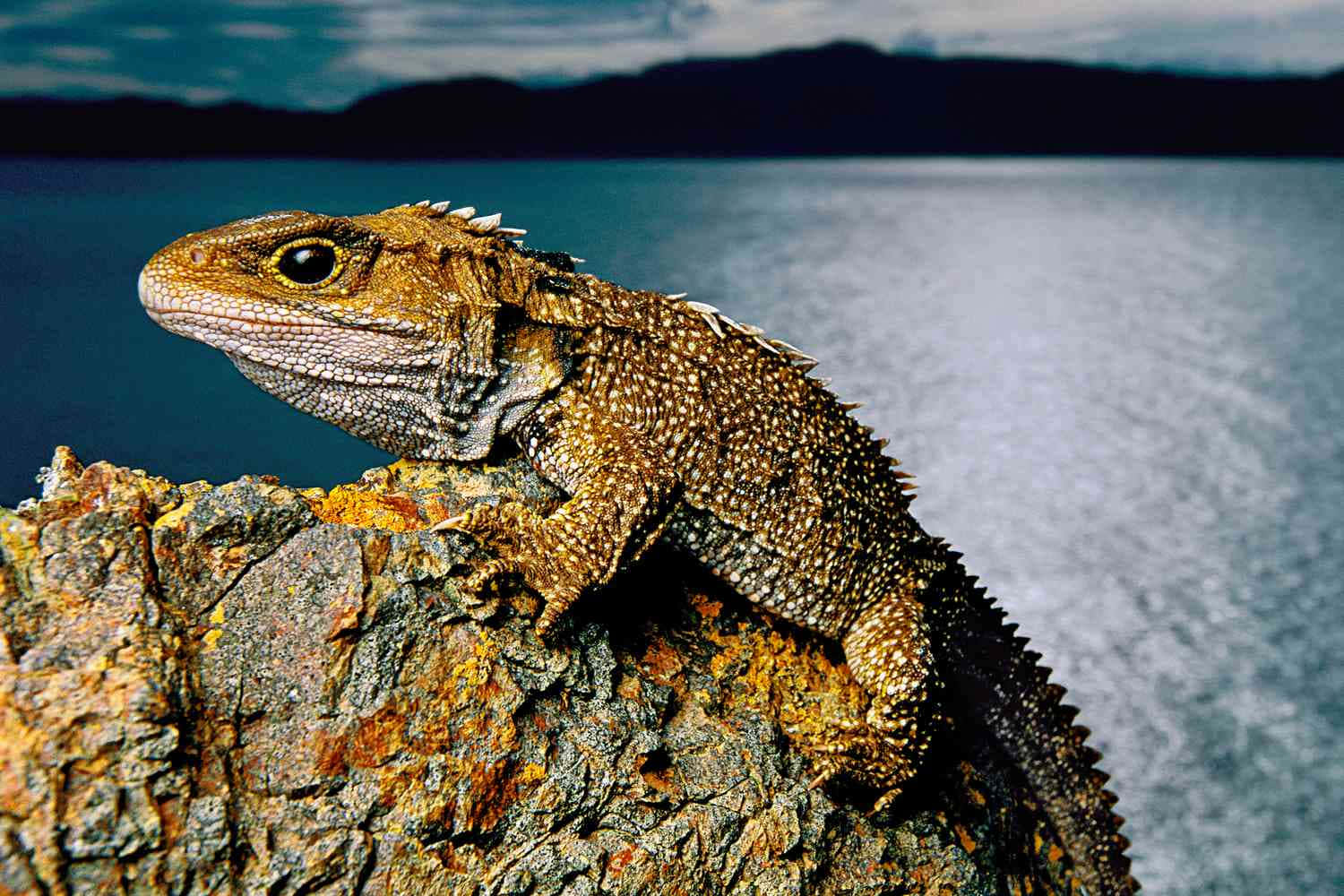 Tuatara Op Steen Tegen Water Achtergrond Achtergrond