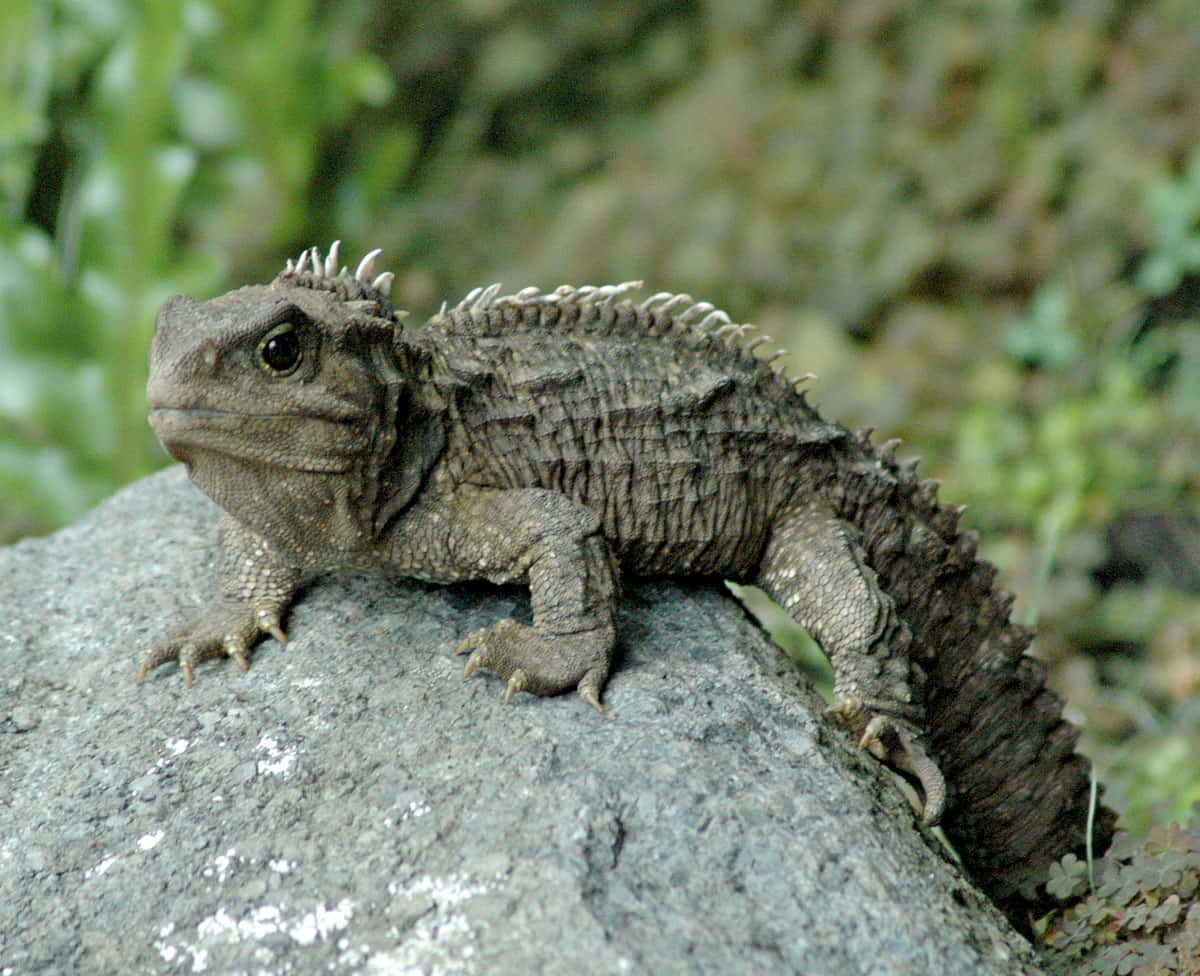 Tuatara Op Steen Nieuw-zeeland Achtergrond