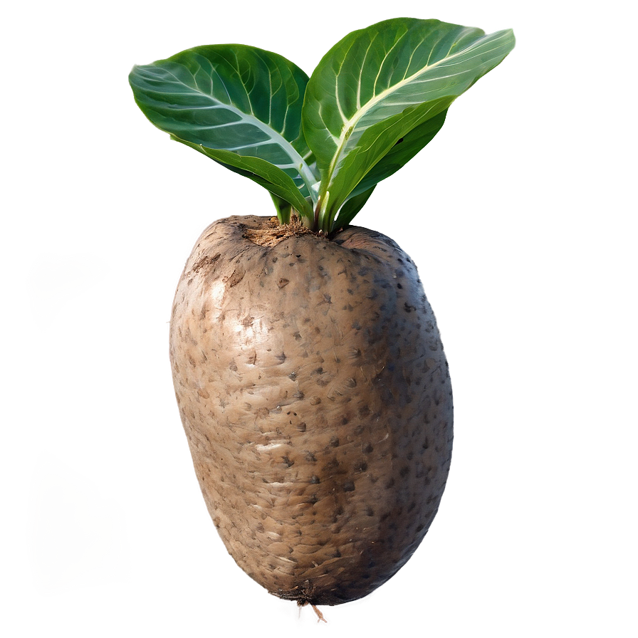 Tuber In Sustainable Living Png 31 PNG