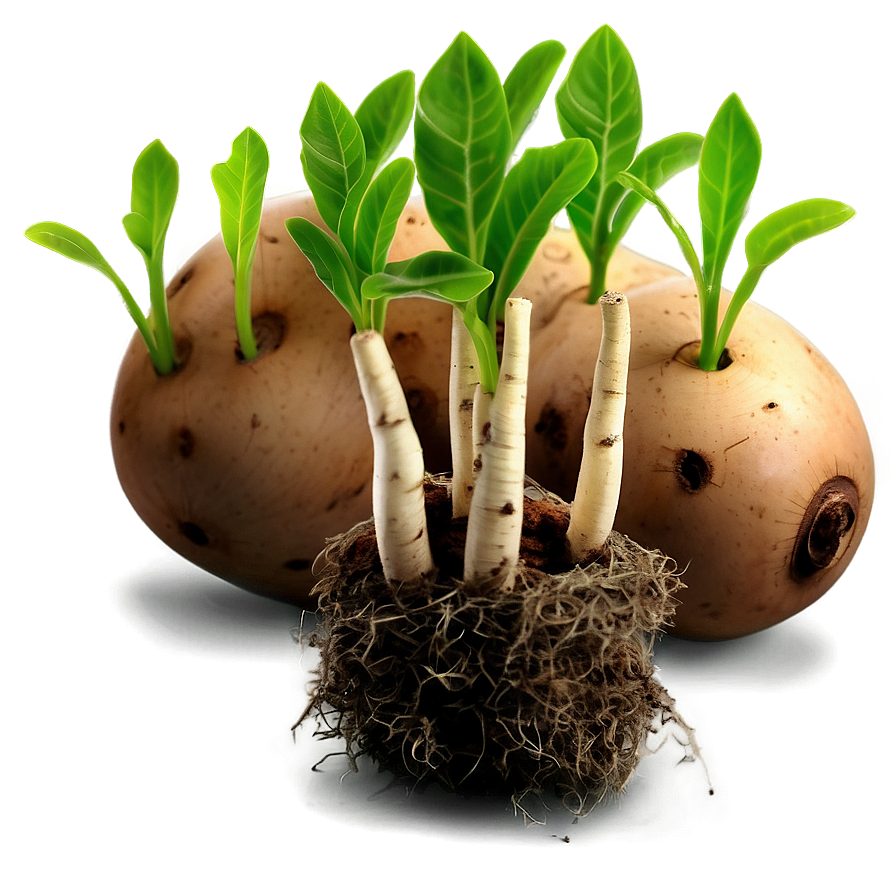 Download Tuber Seedlings Png 05252024 | Wallpapers.com