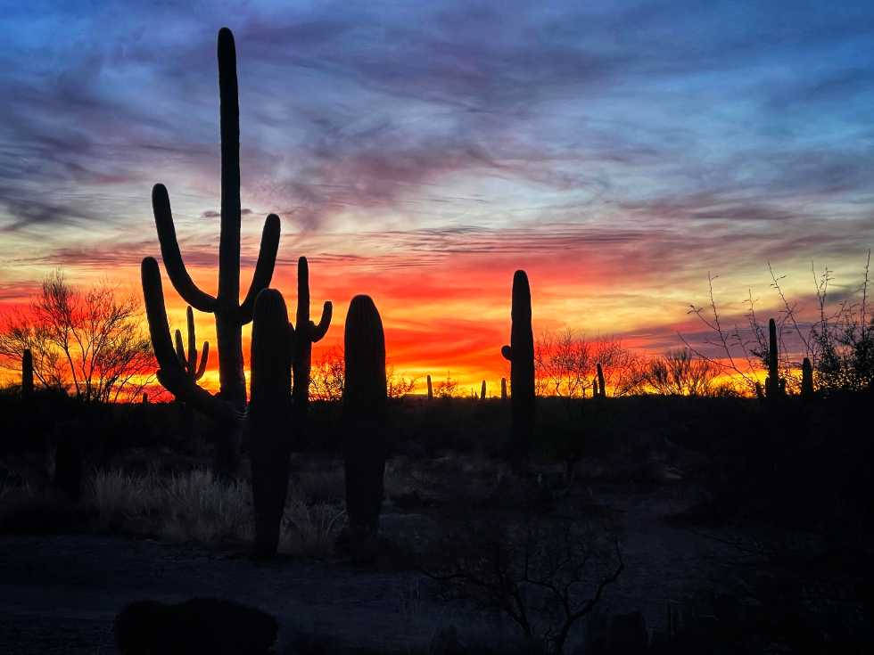 Tucson Cactus Silhouette Wallpaper