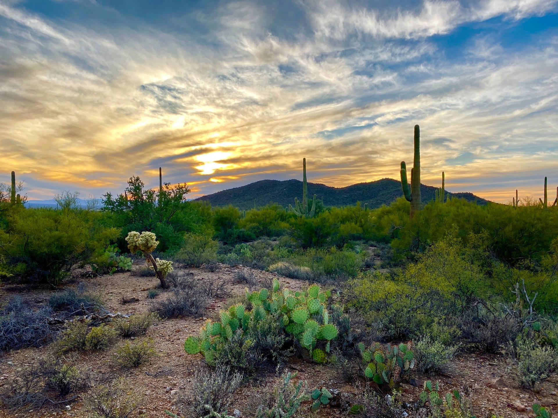 Tucson National Park Photography Wallpaper