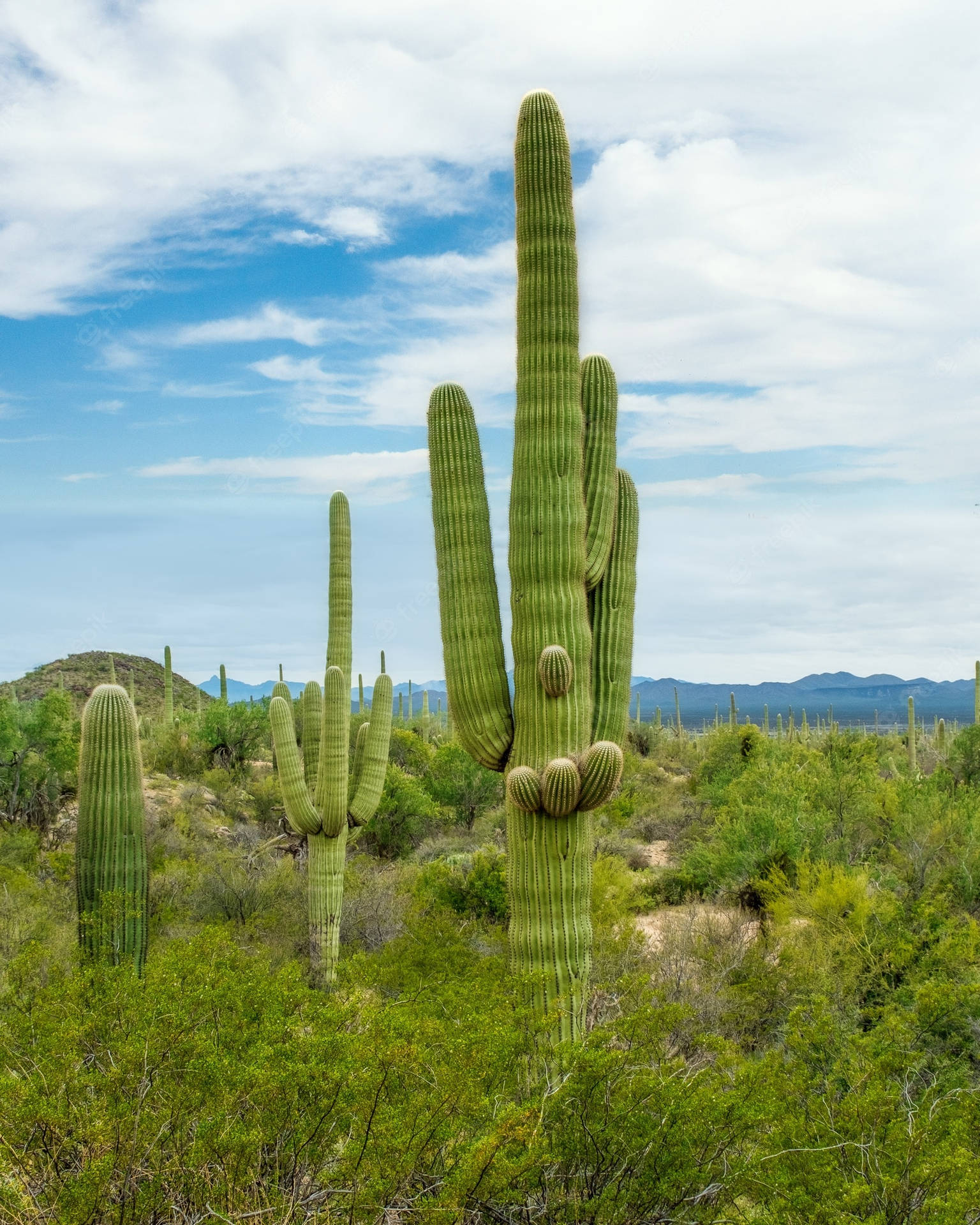 Tucson Saguaro Cactus Wallpaper
