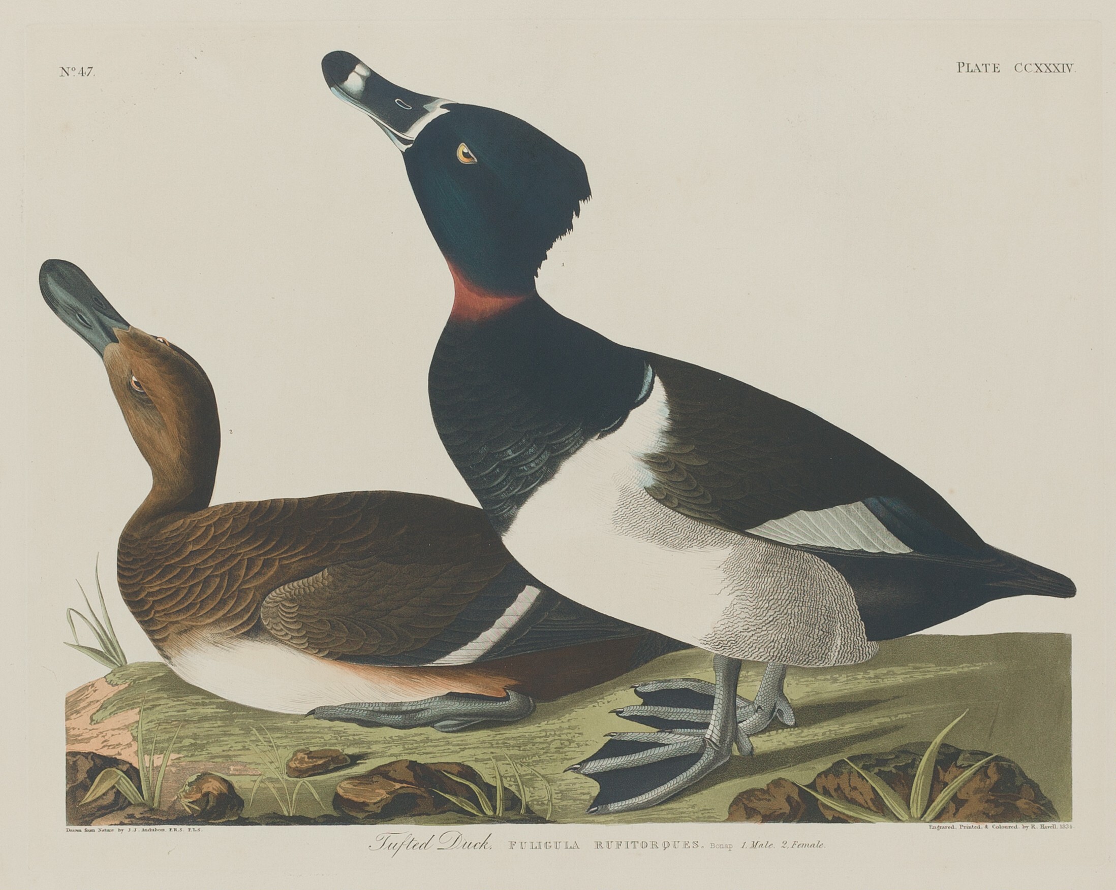 Tufted Duck Wallpaper