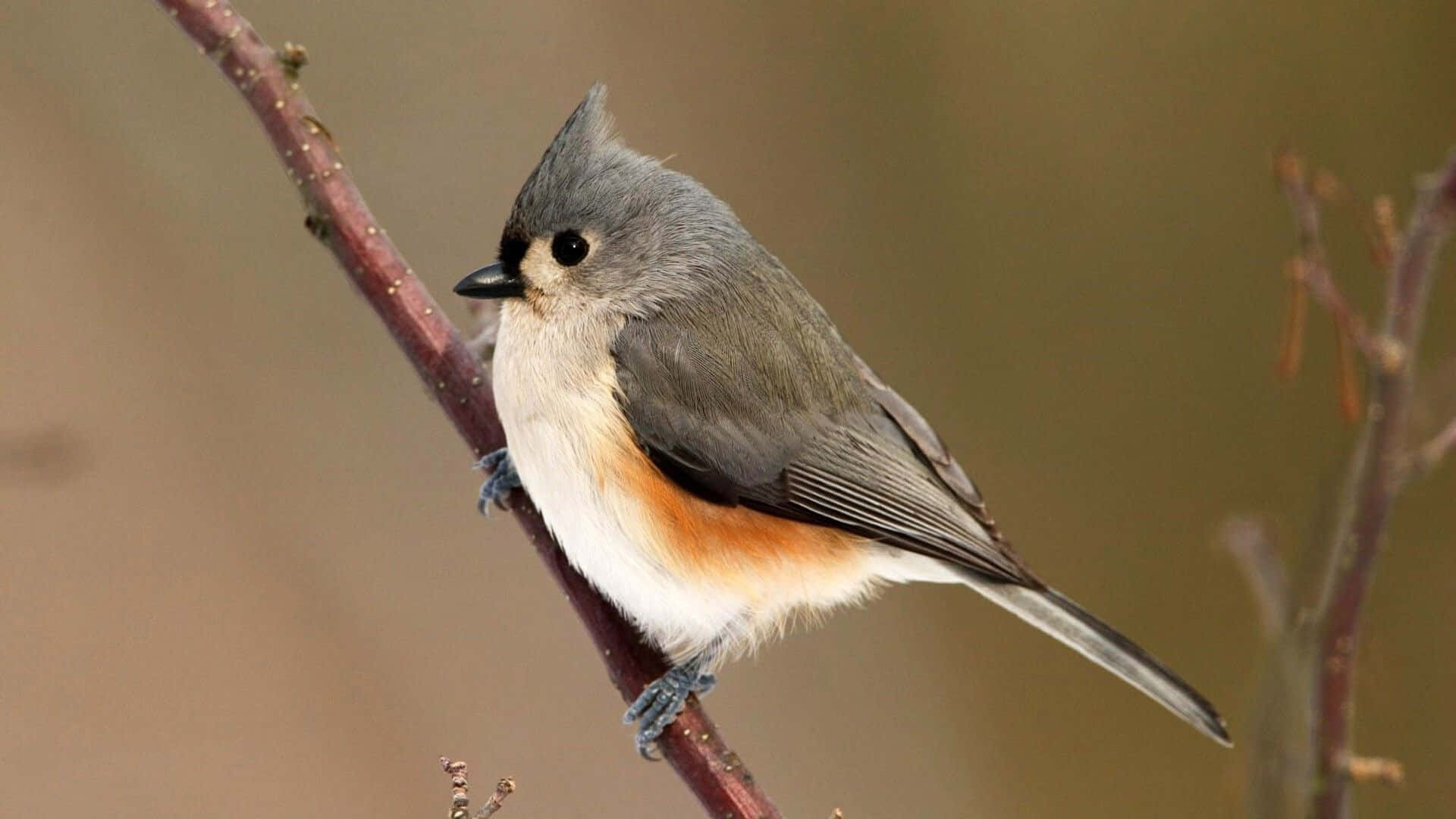 Tufted Titmouse Perchedon Branch.jpg Wallpaper