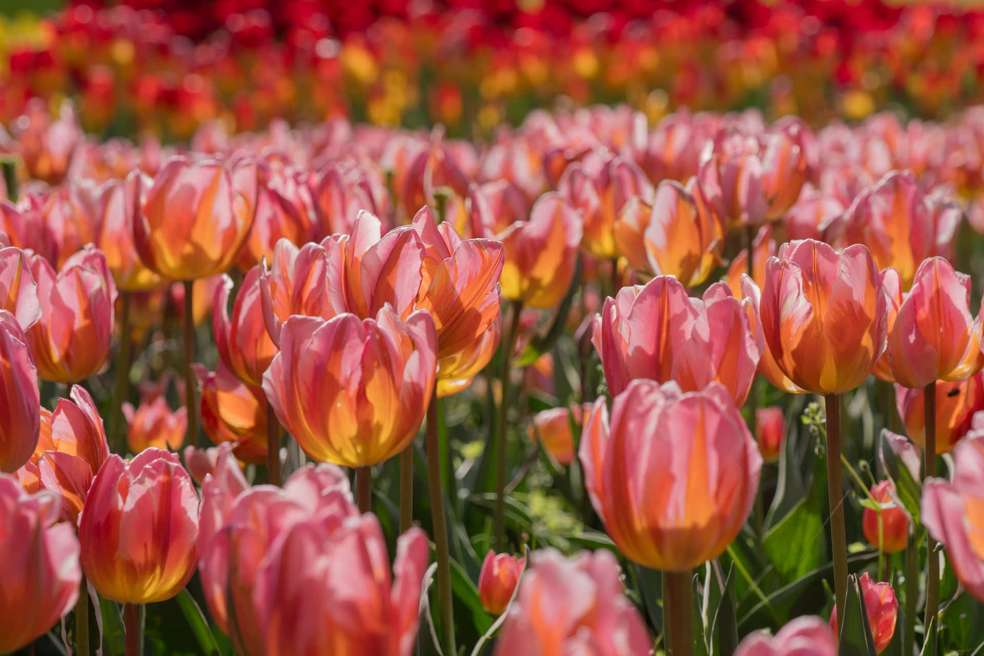 Olandaiconica: Un Campo Di Tulipani Vibranti