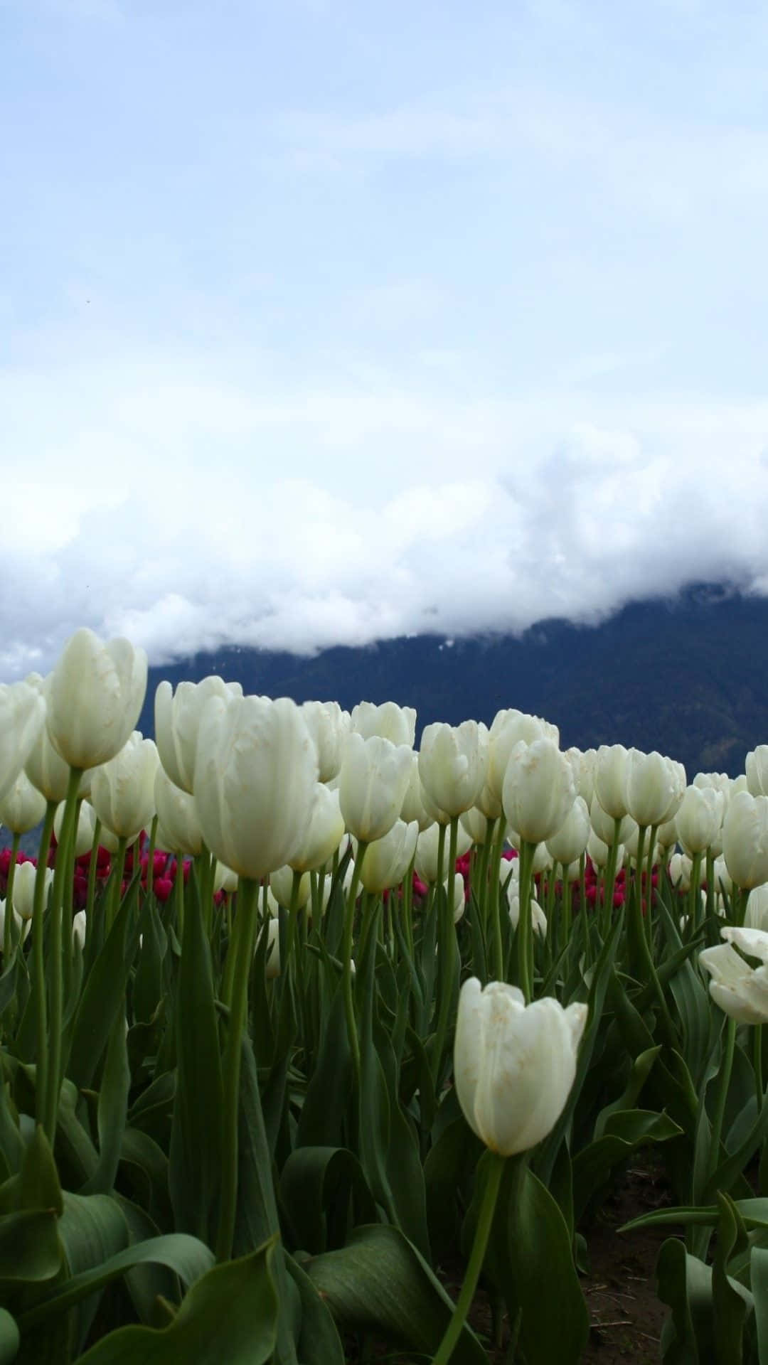 Einewunderschöne Auswahl Lebendiger Tulpen, Der Perfekte Weg, Um Freude Und Farbe In Ihren Garten Zu Bringen.