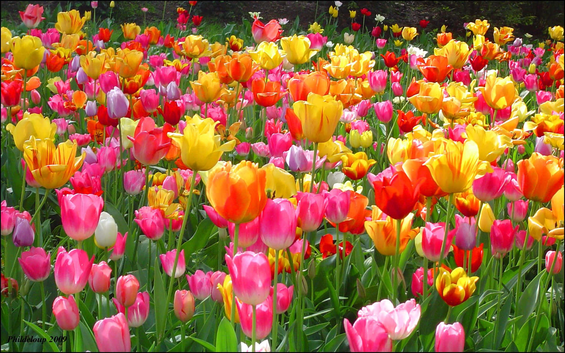Discover the beauty of tulips
