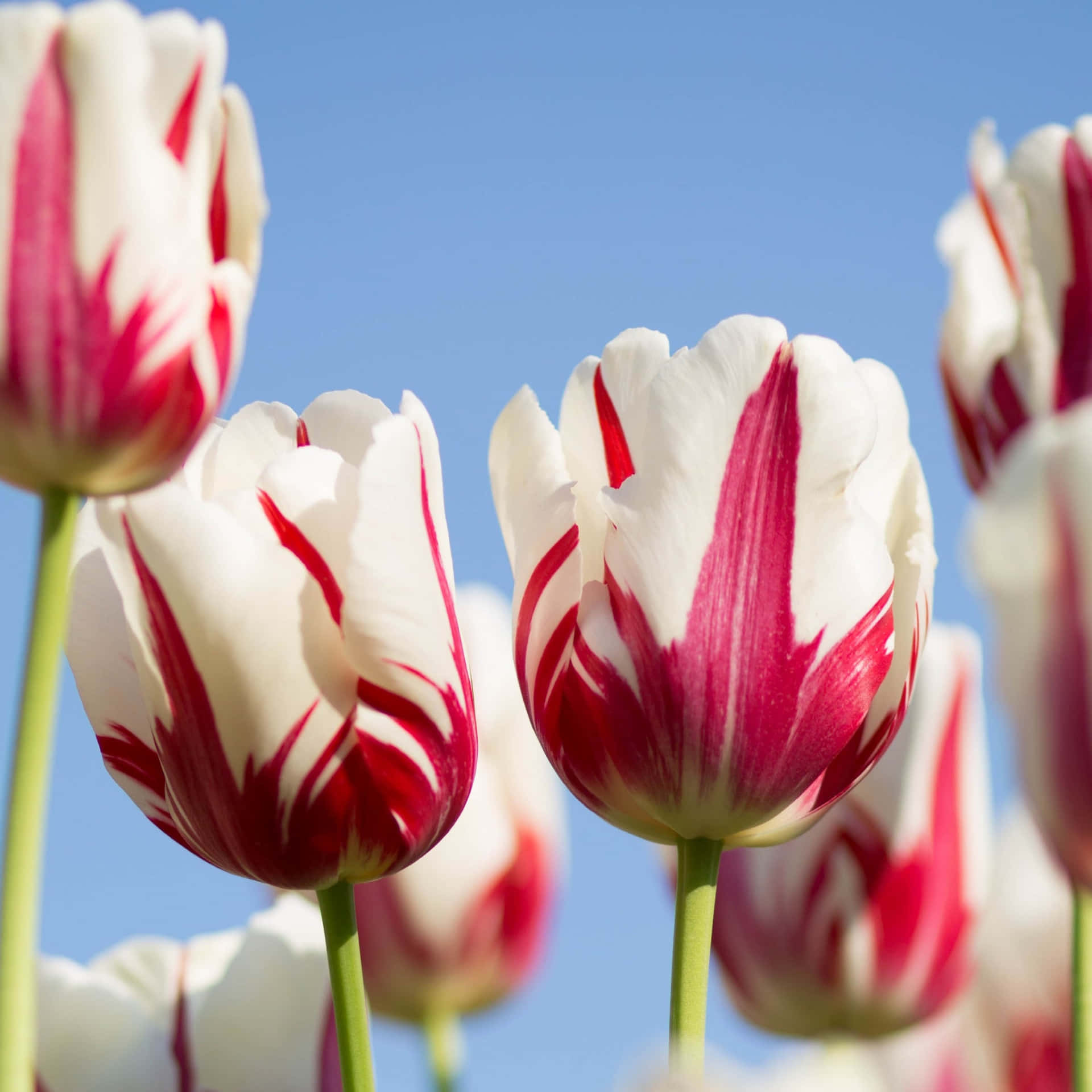 Ettfält Med Vackert Blommande Tulpaner En Solig Dag.