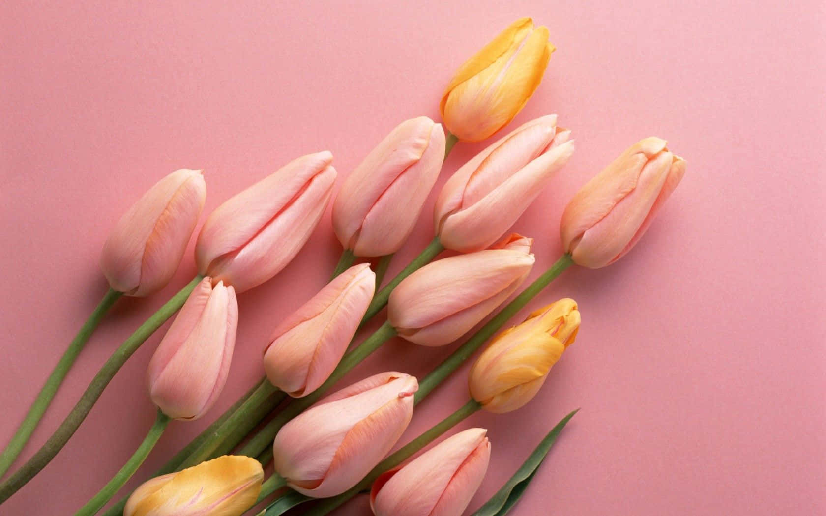 Eineleuchtend Pinkfarbene Tulpe In Voller Blüte
