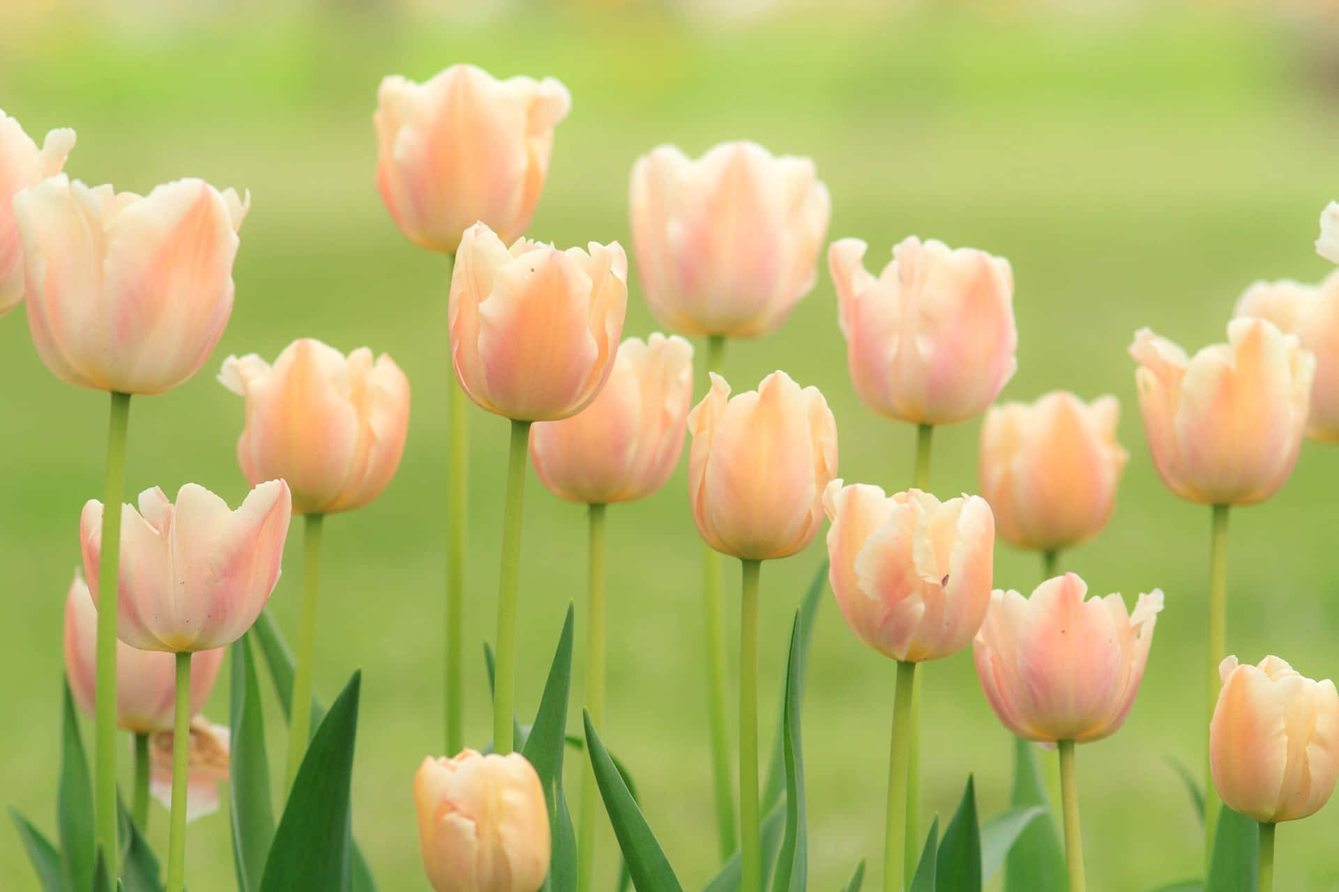 Bright Bouquets of Tulips