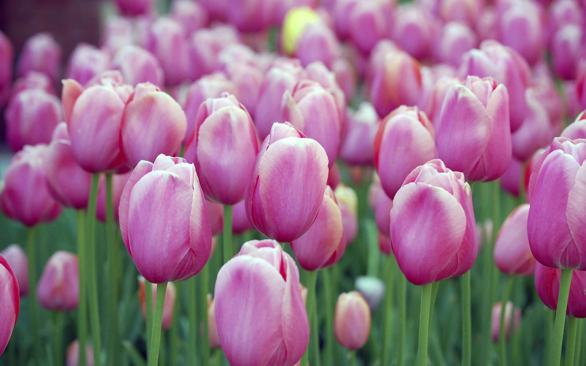 Spring is here with a burst of beautiful tulips!