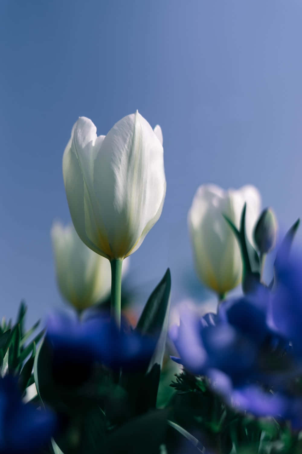 Un'abbondanzadi Splendidi Tulipani Rosa Che Prendono Vita.