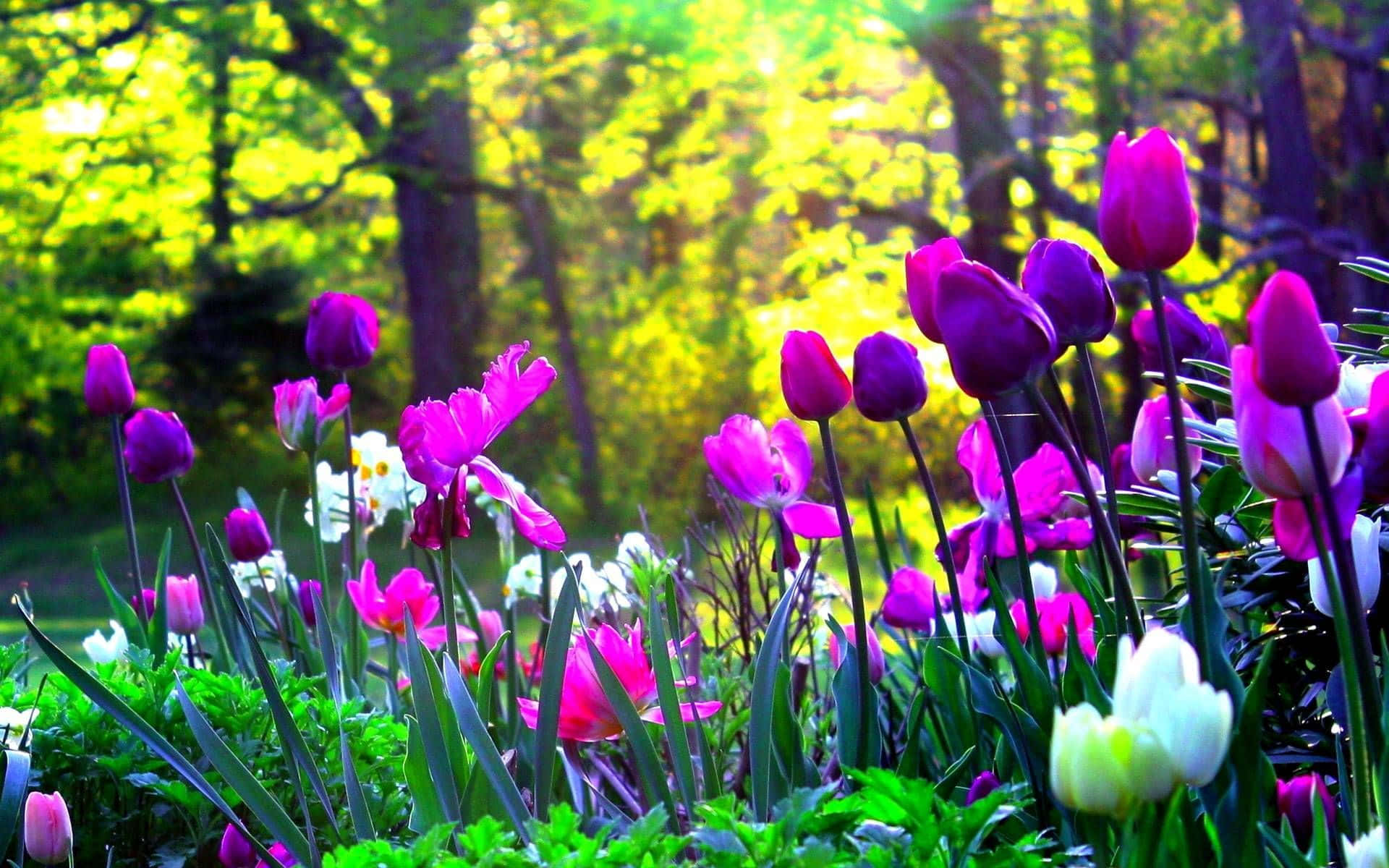 Laclassica Bellezza Della Primavera - Tulipani Rosa
