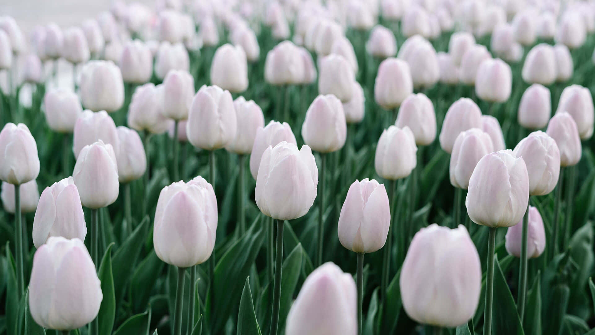 Unbellissimo Campo Di Tulipani Colorati