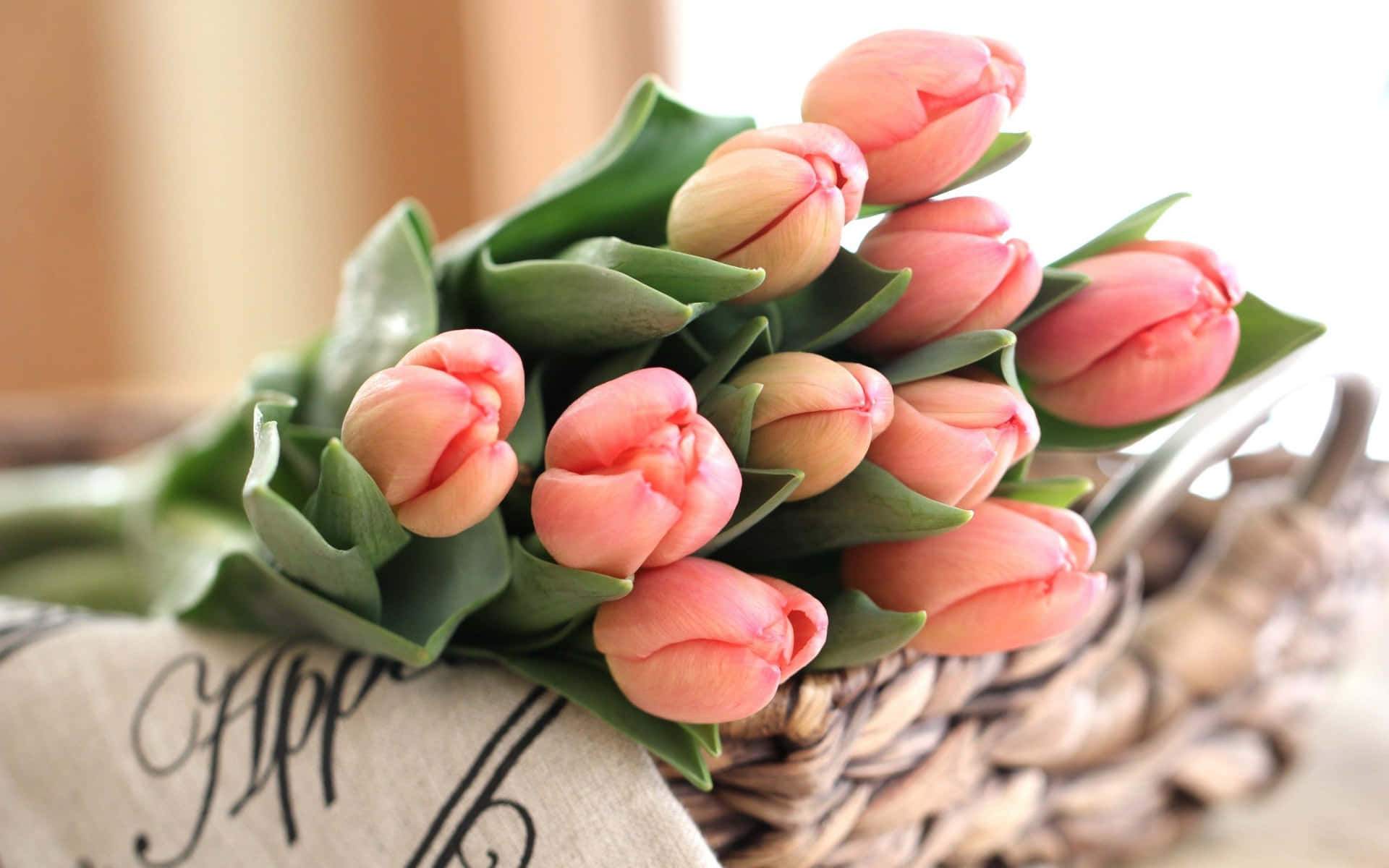 Unbellissimo Tulipano Rosa In Fiore