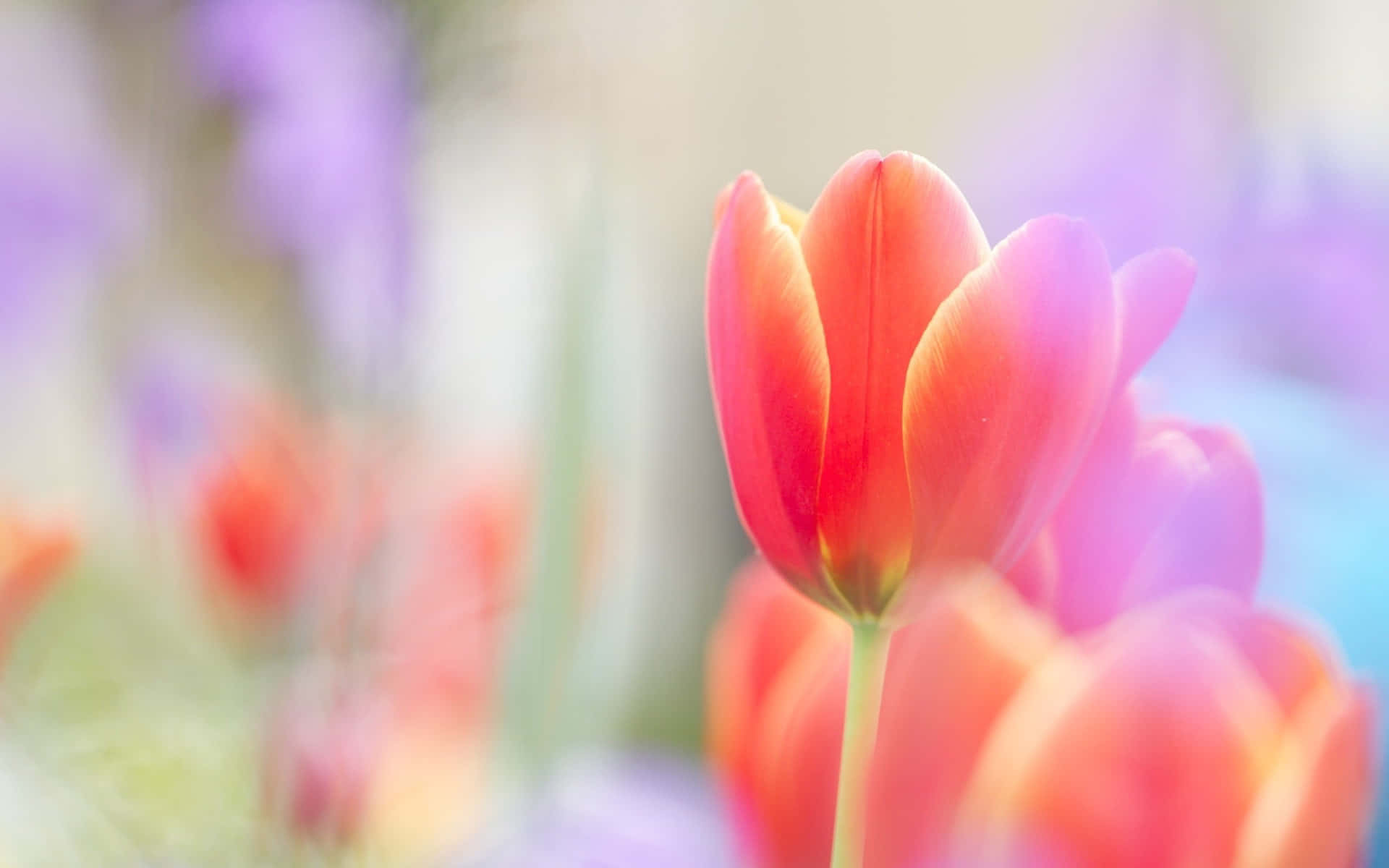 Ljusa,färgglada Tulpaner På Våren
