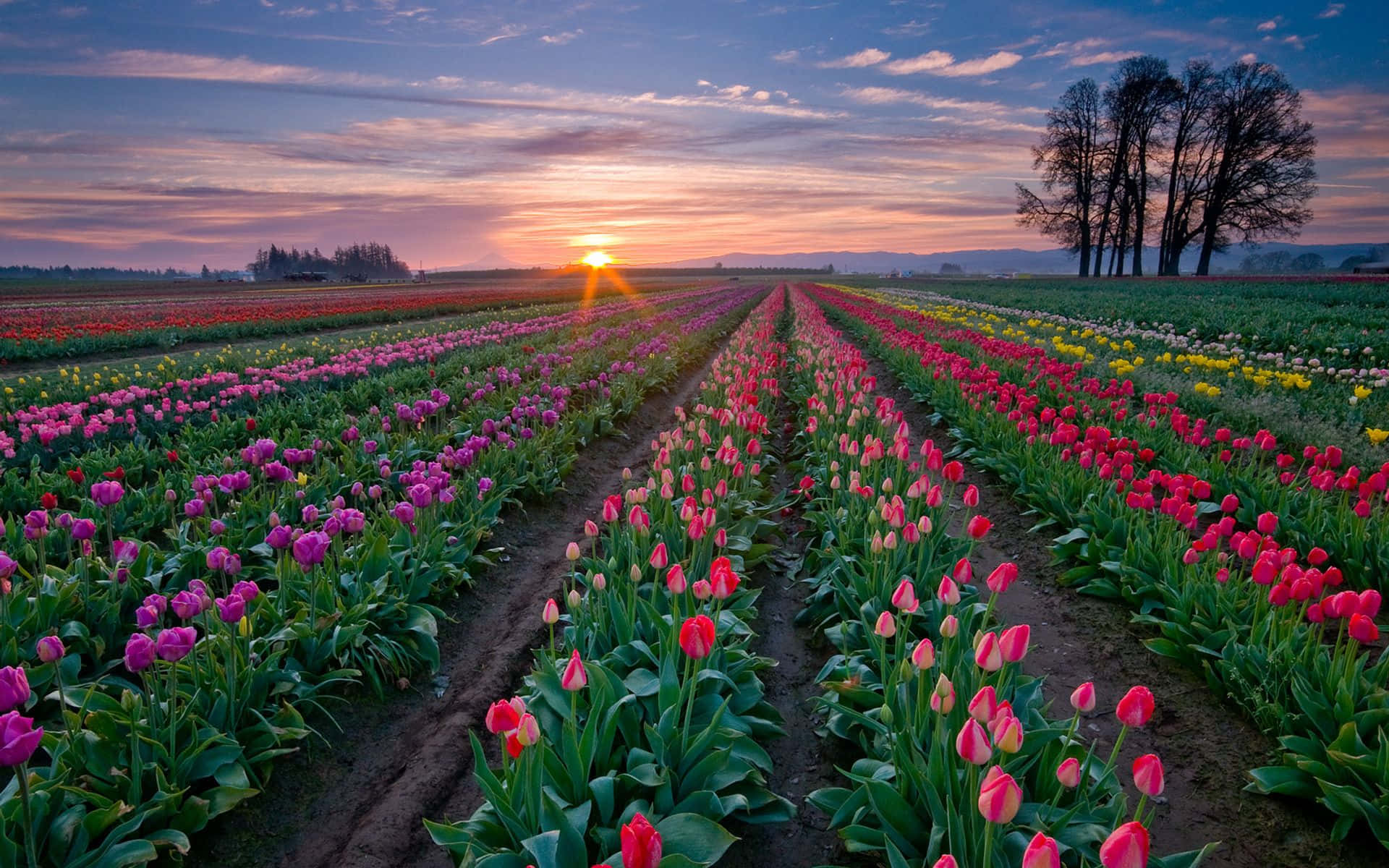 Ettfält Med Vackra Strålande Röda Tulpaner I Full Blom