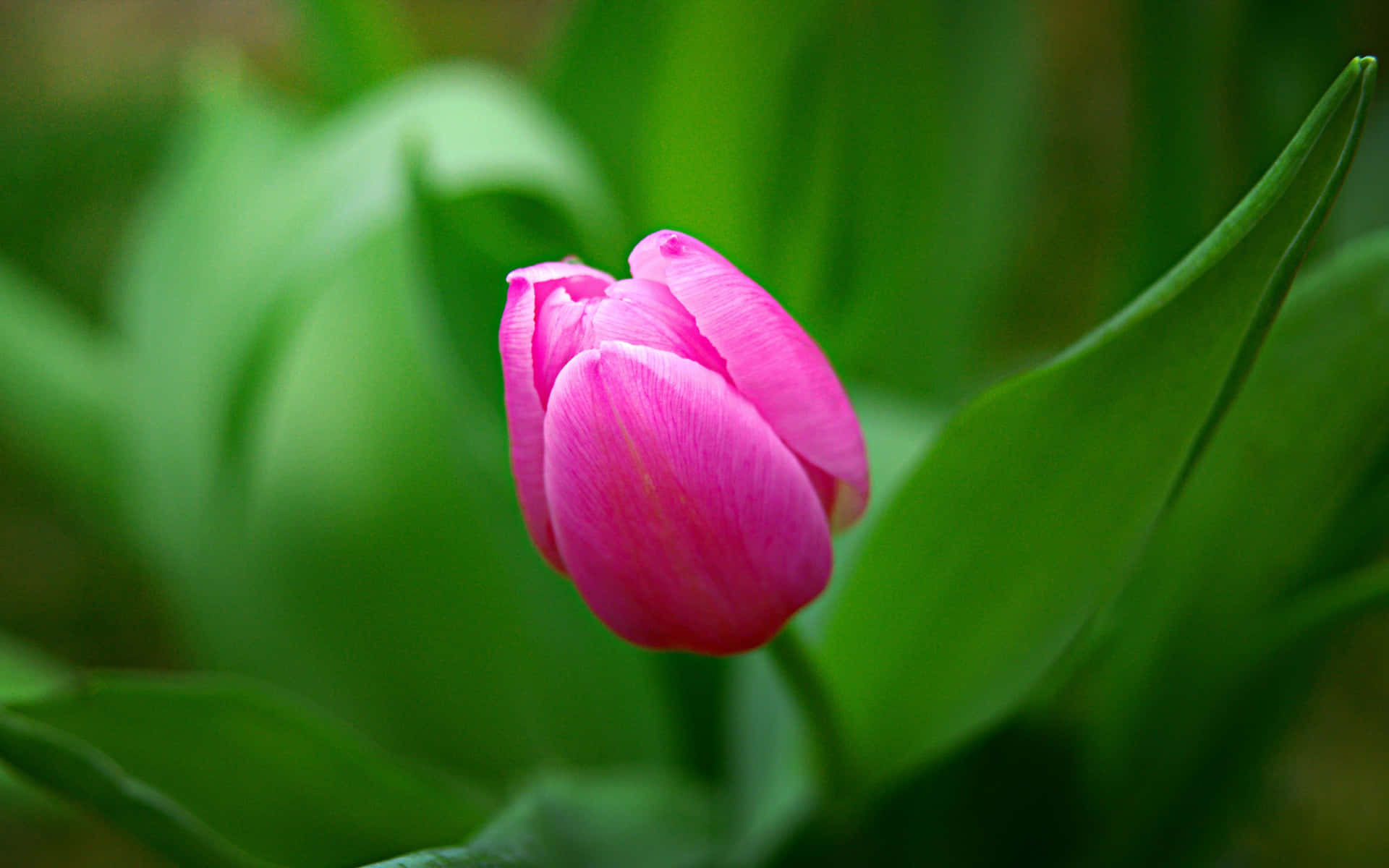 Beautiful pink tulip against dark background