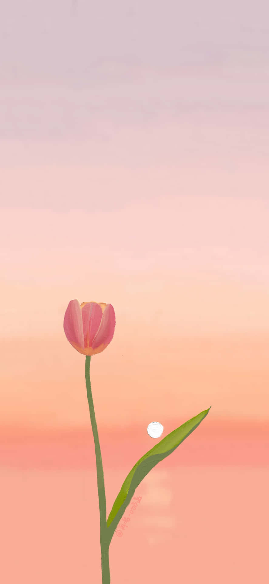 Dieschönheit Der Tulpen