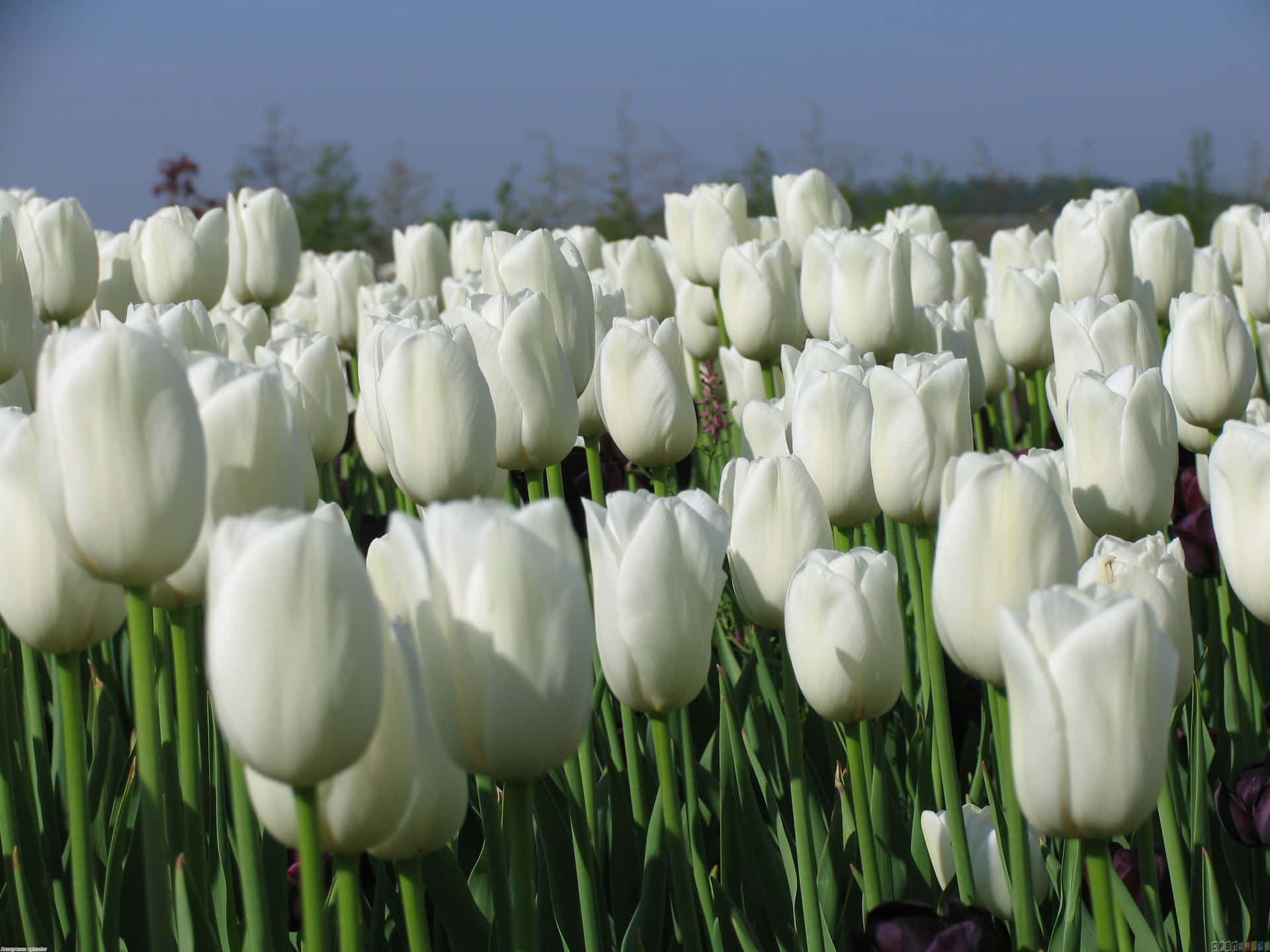 A field of vibrant Tulips to brighten your day!