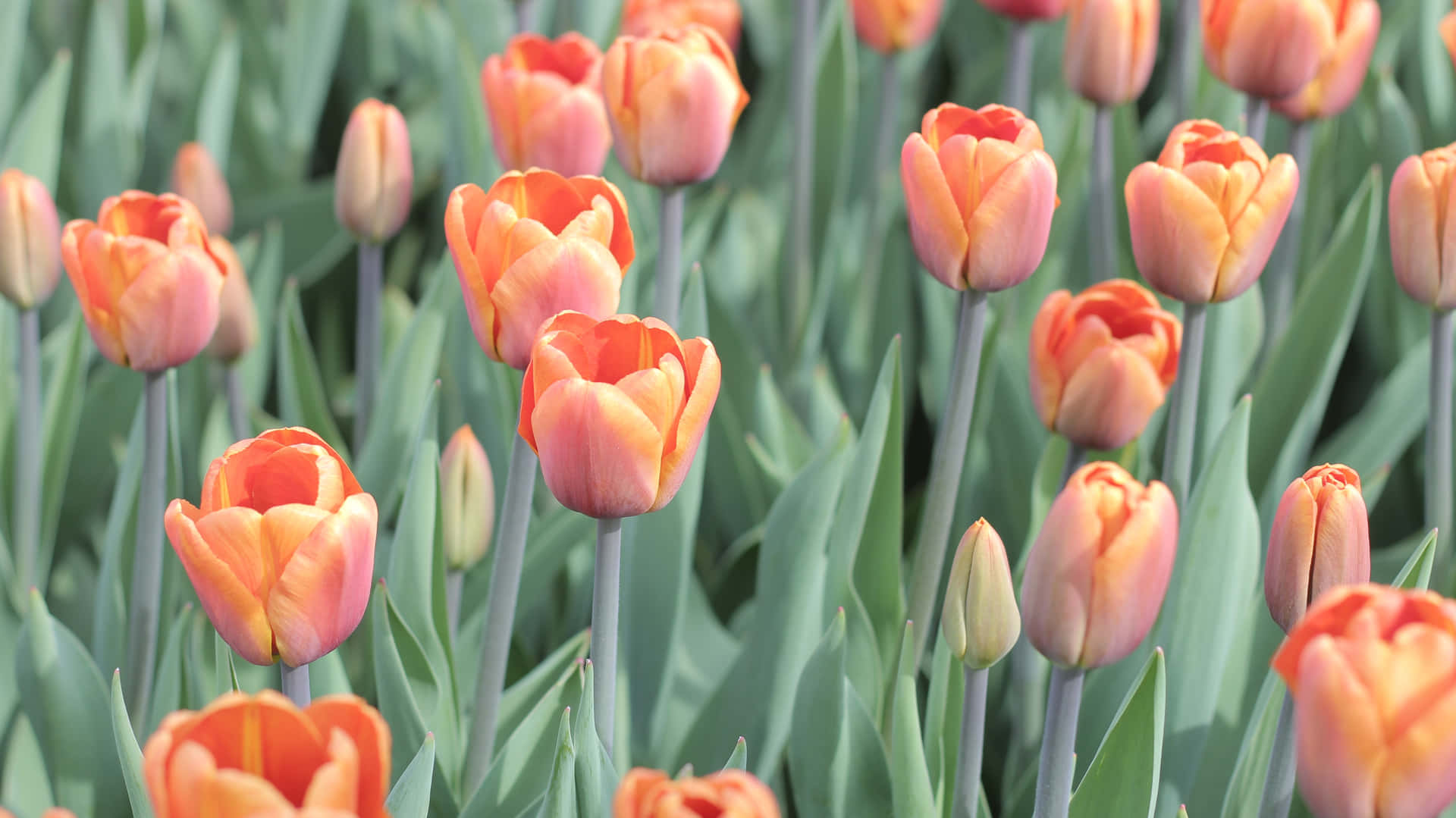 Enjoy the beauty of tulips!