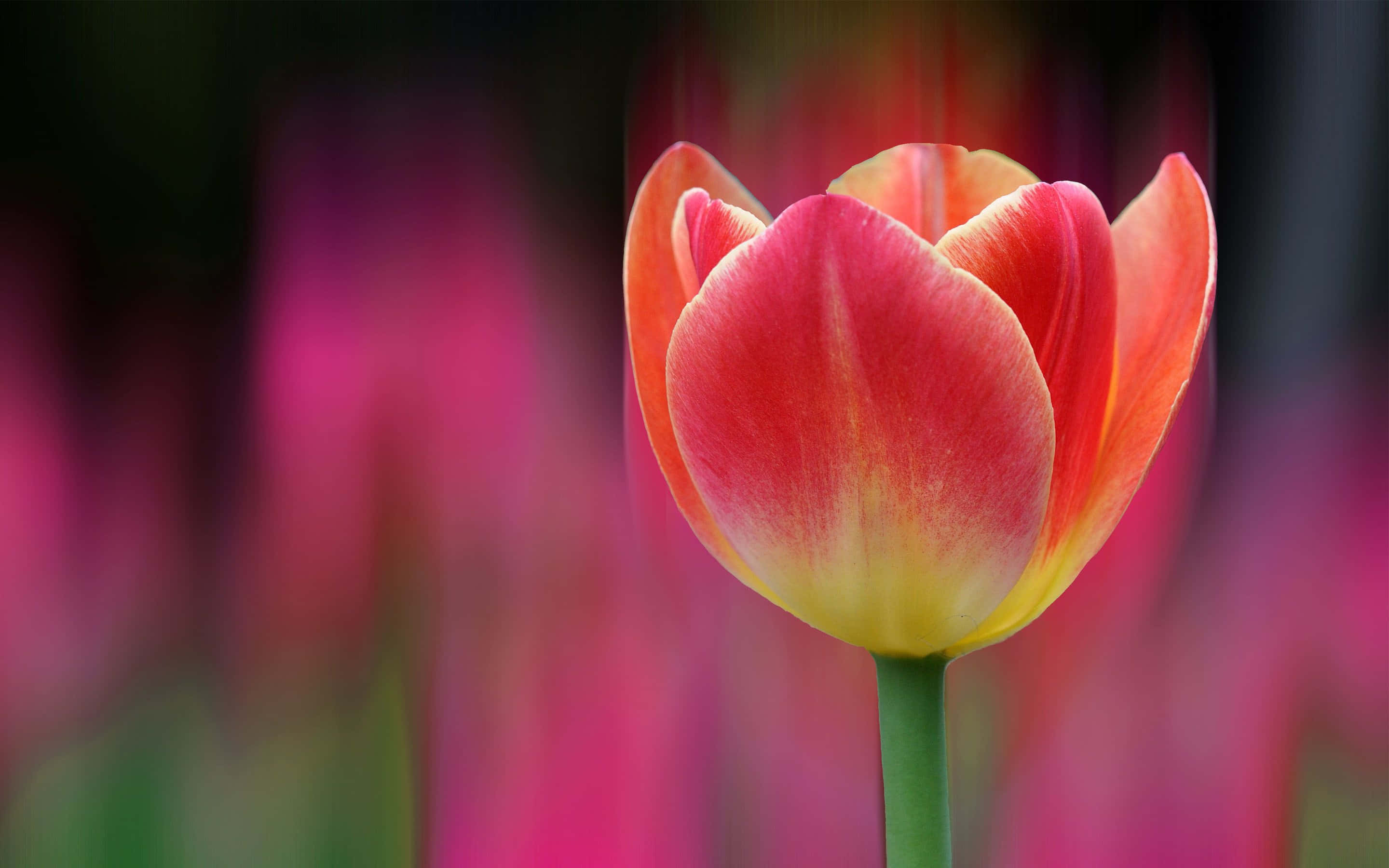 A Tulip Is In The Background Of A Blurred Background