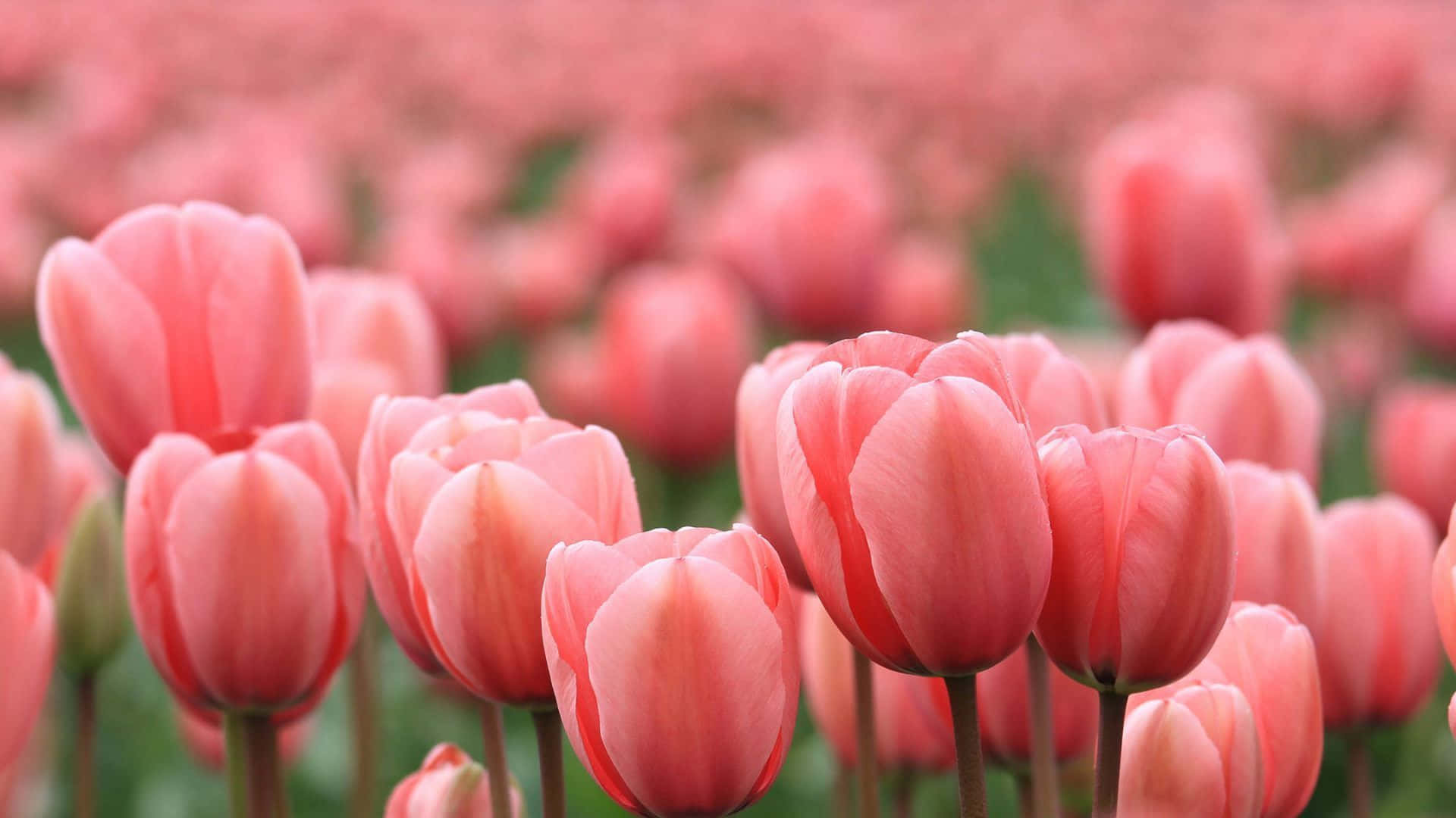 A field of vibrant tulips ready to bloom