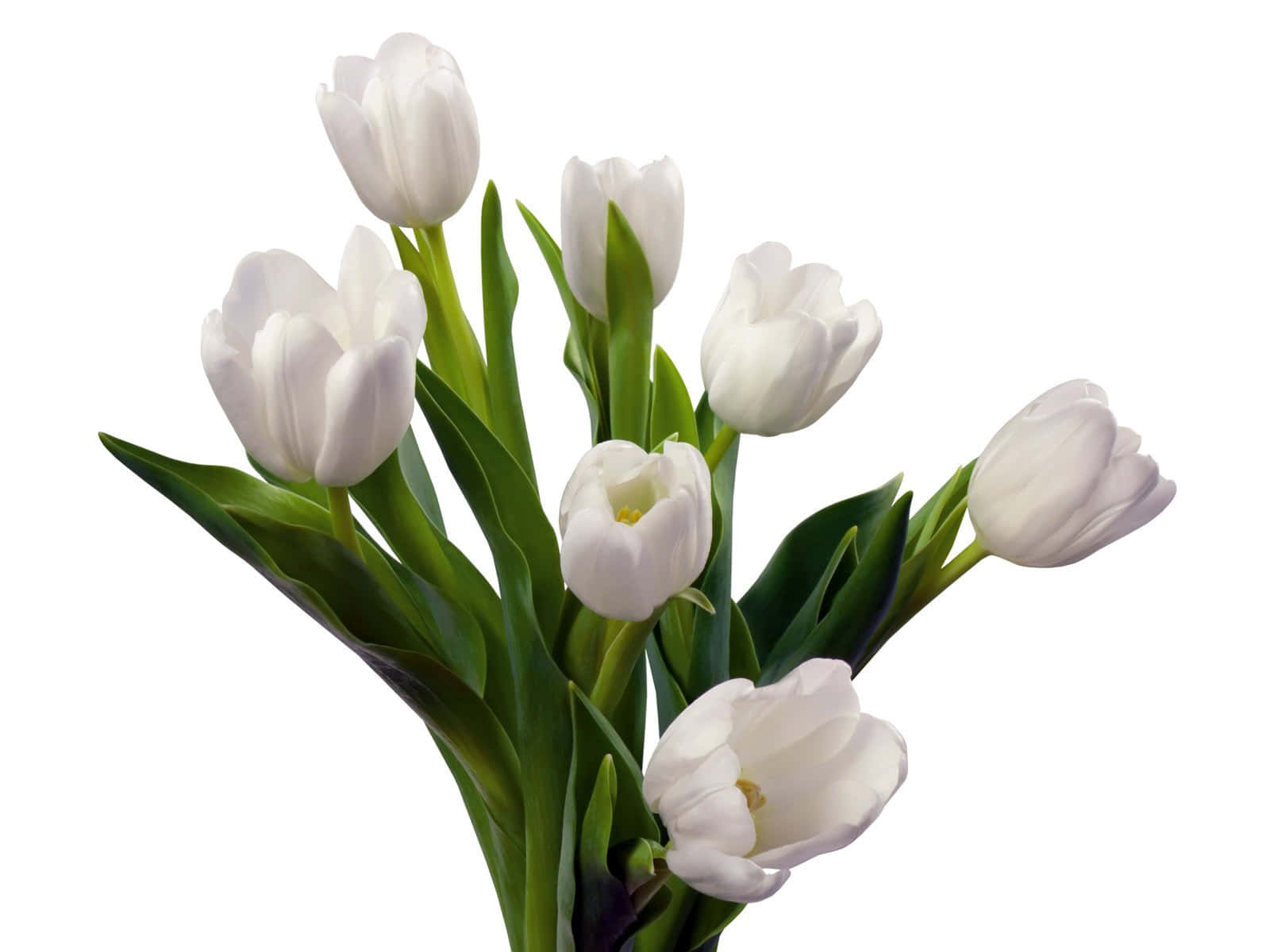 Frühlingsprachteine Perfekte Darstellung Lebhafter Tulpen