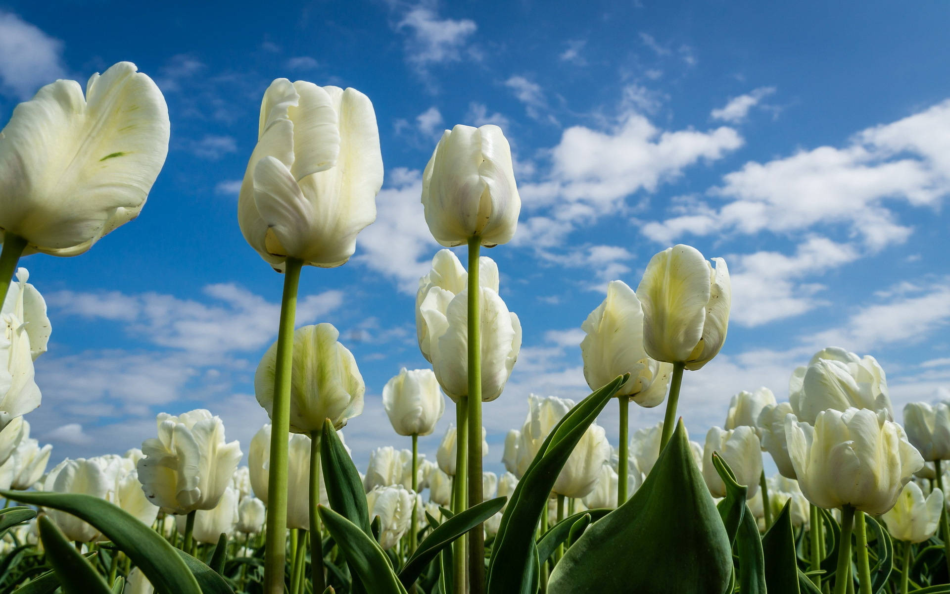 Tulip Beautiful Flower Field Picture