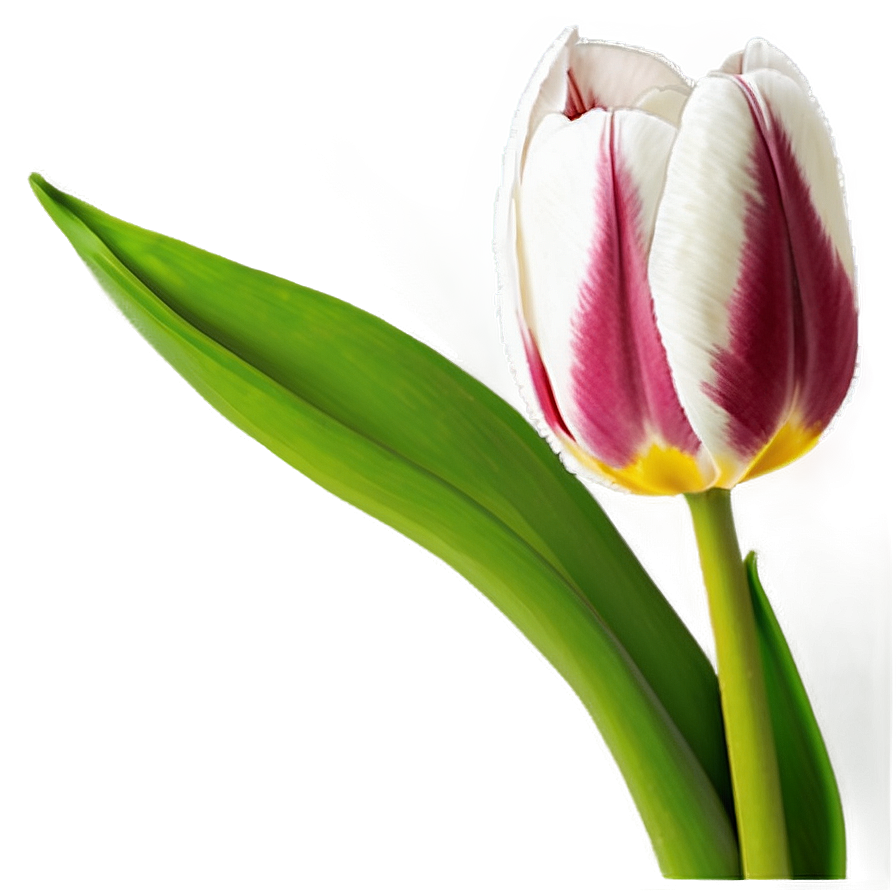 Tulip Bouquet Png Yfb PNG