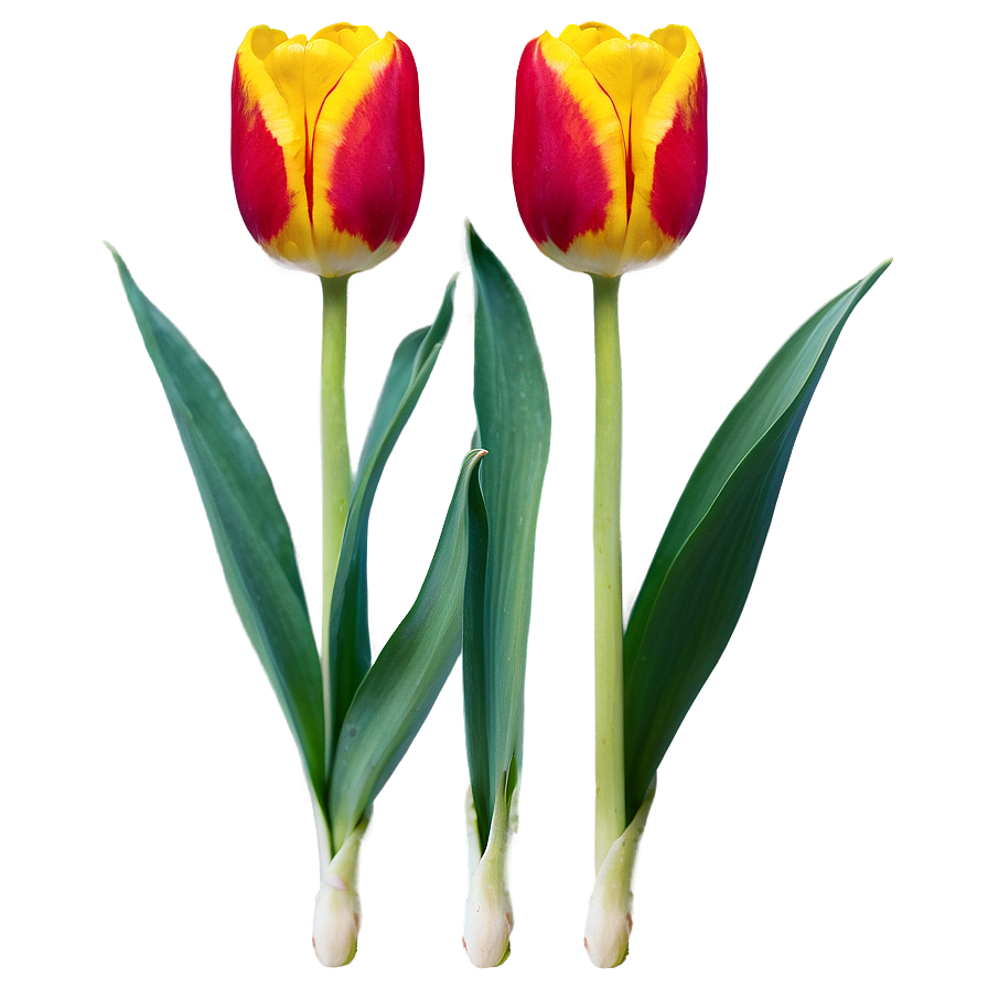 Tulip Bud Png 05212024 PNG
