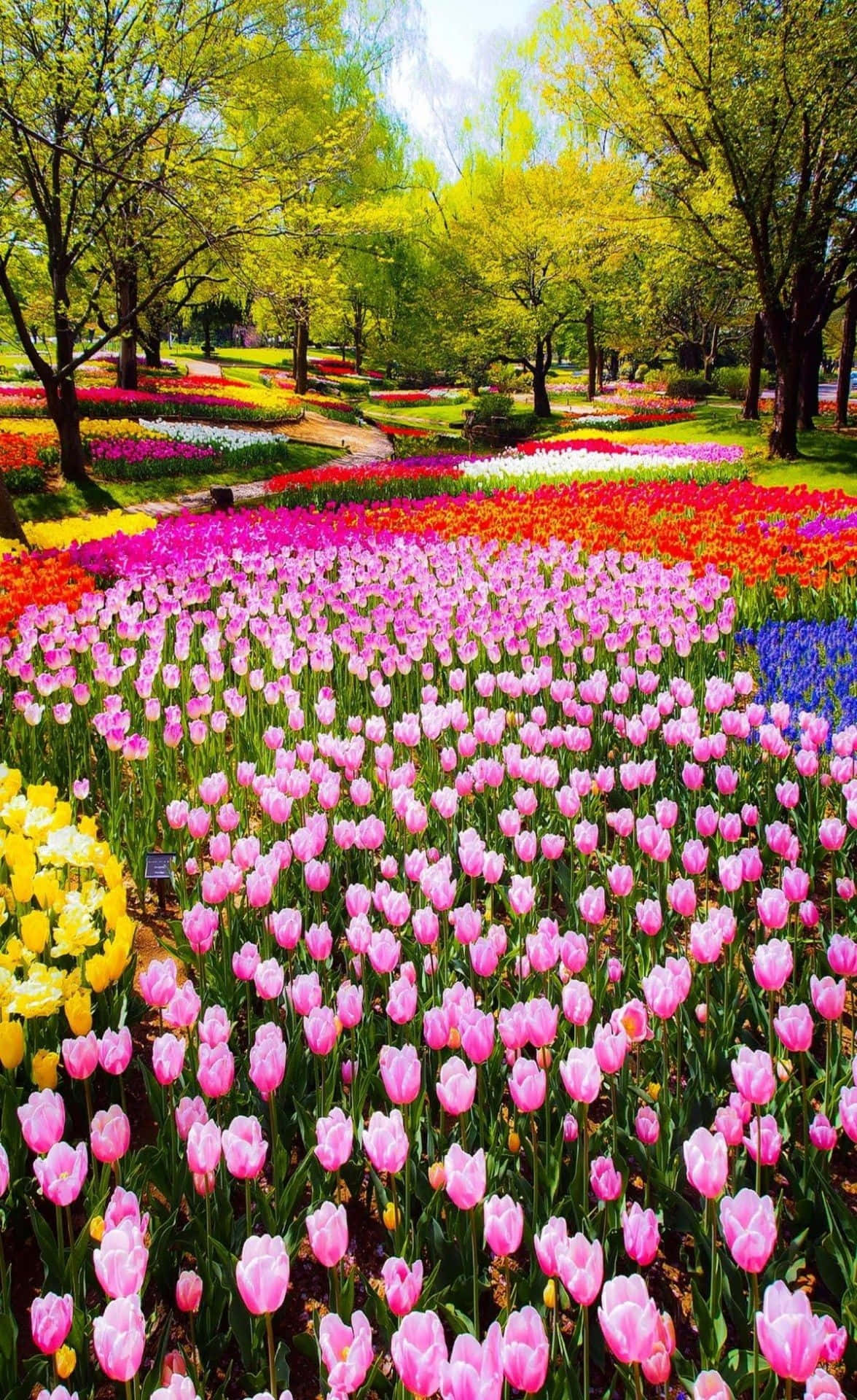 Camposde Tulipanes Deslumbrantes En Plena Floración. Fondo de pantalla