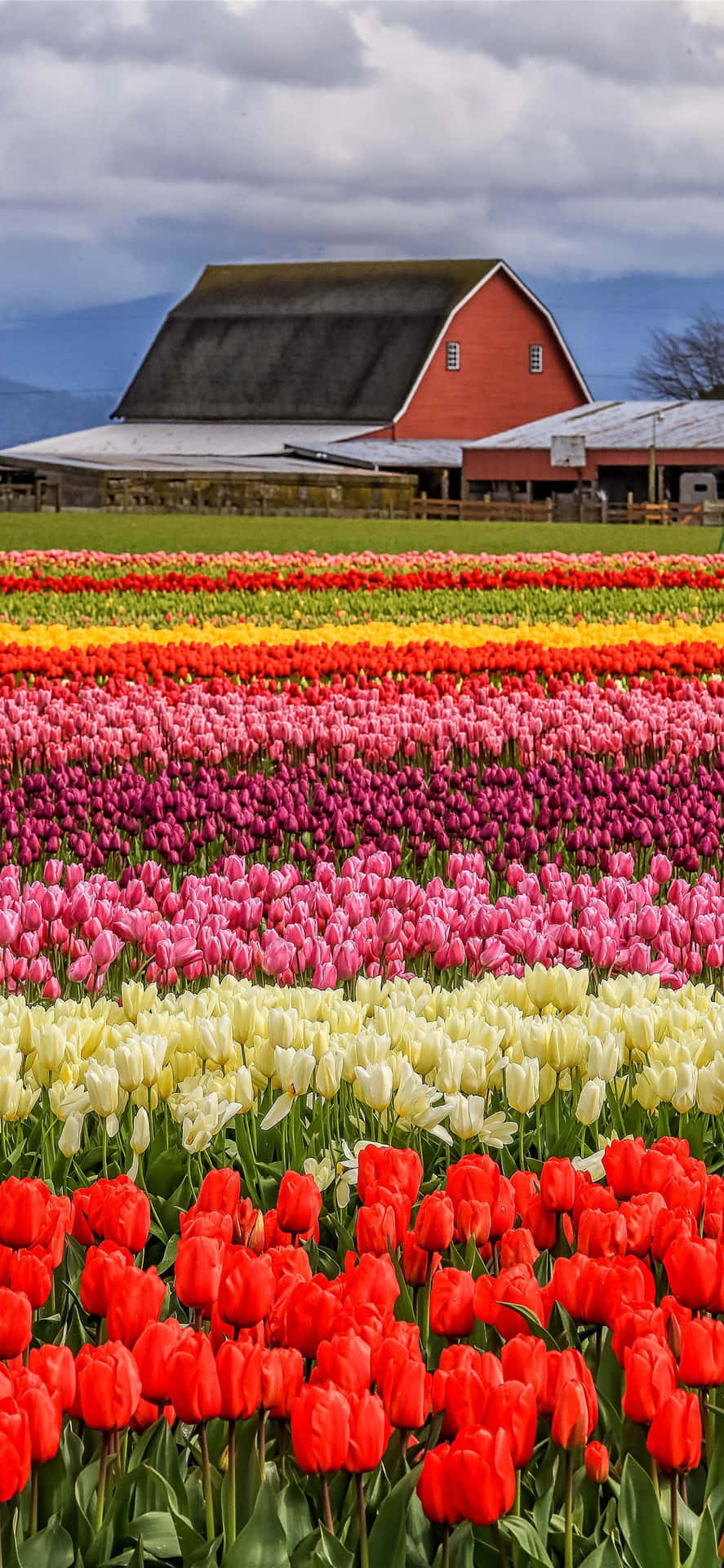 Captivating Colorful Tulip Field Wallpaper