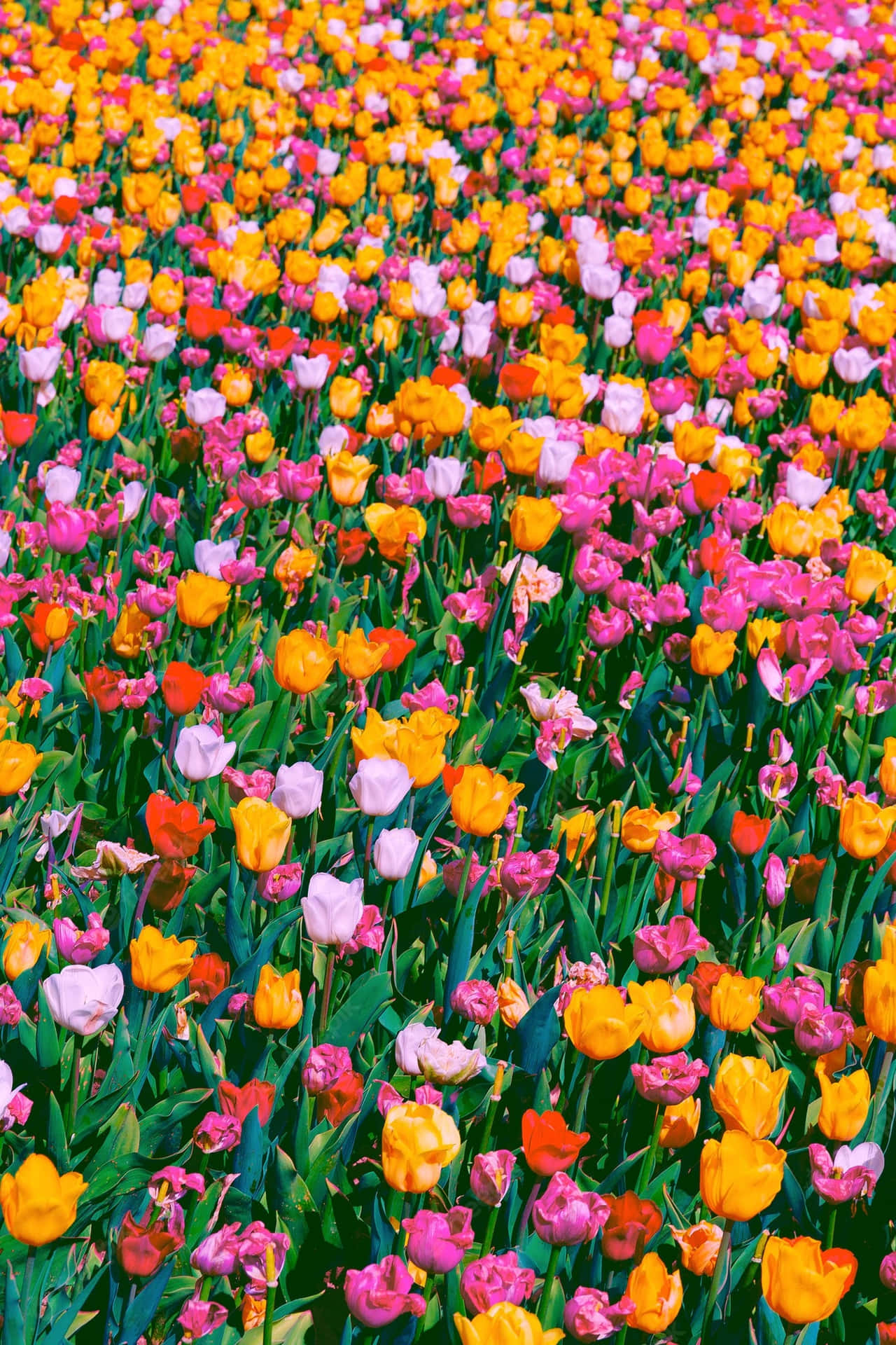 Vibrantecampo De Tulipanes En Plena Floración. Fondo de pantalla