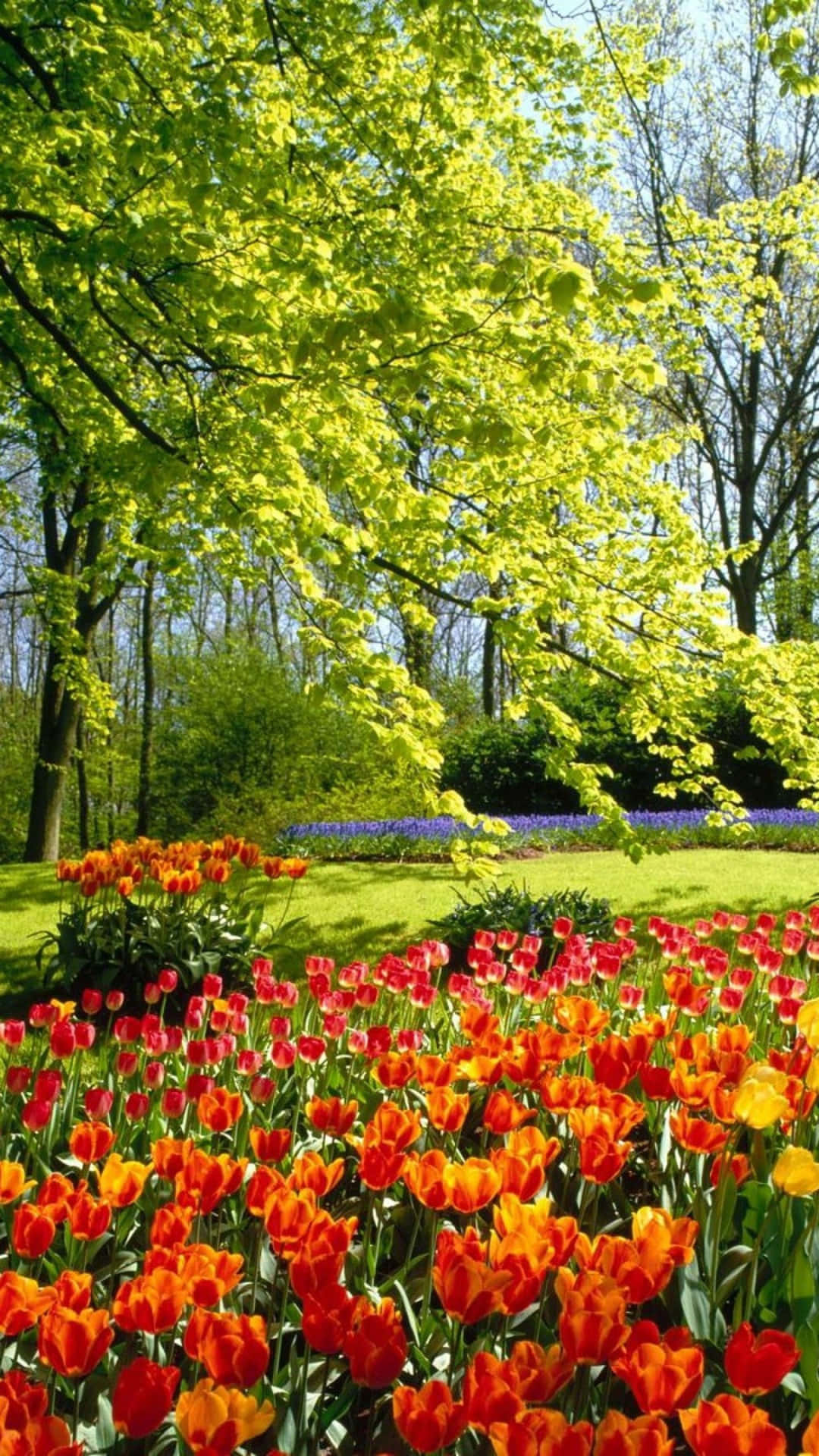 Campovibrante De Tulipanes Floreciendo En Primavera Fondo de pantalla