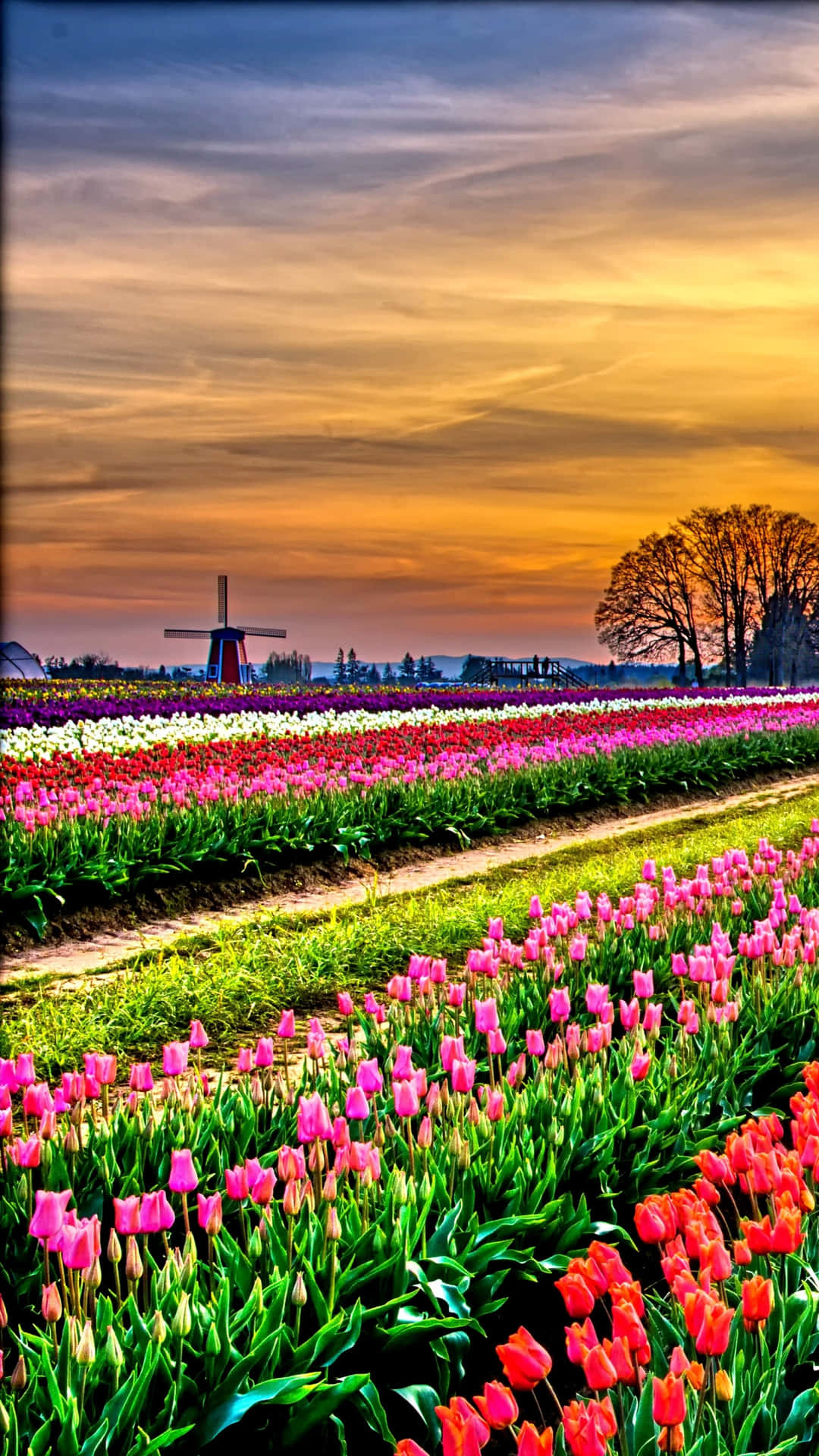 Uncampo De Tulipanes Coloridos En Plena Floración Fondo de pantalla