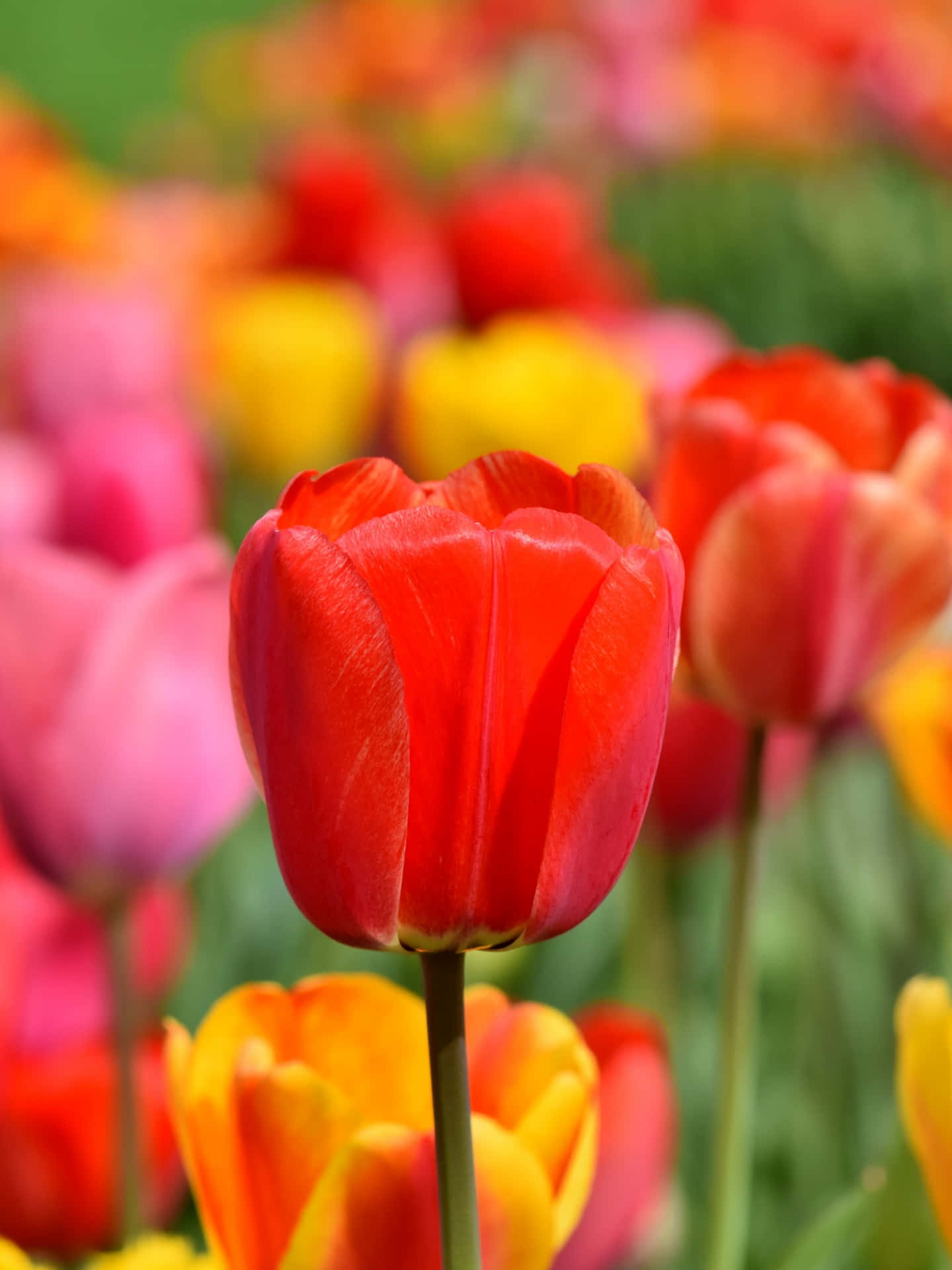 Campocautivador De Tulipanes En Plena Floración Fondo de pantalla