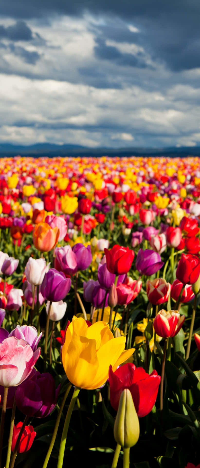 Unaimpresionante Vista De Un Campo De Tulipanes Vibrantes Fondo de pantalla