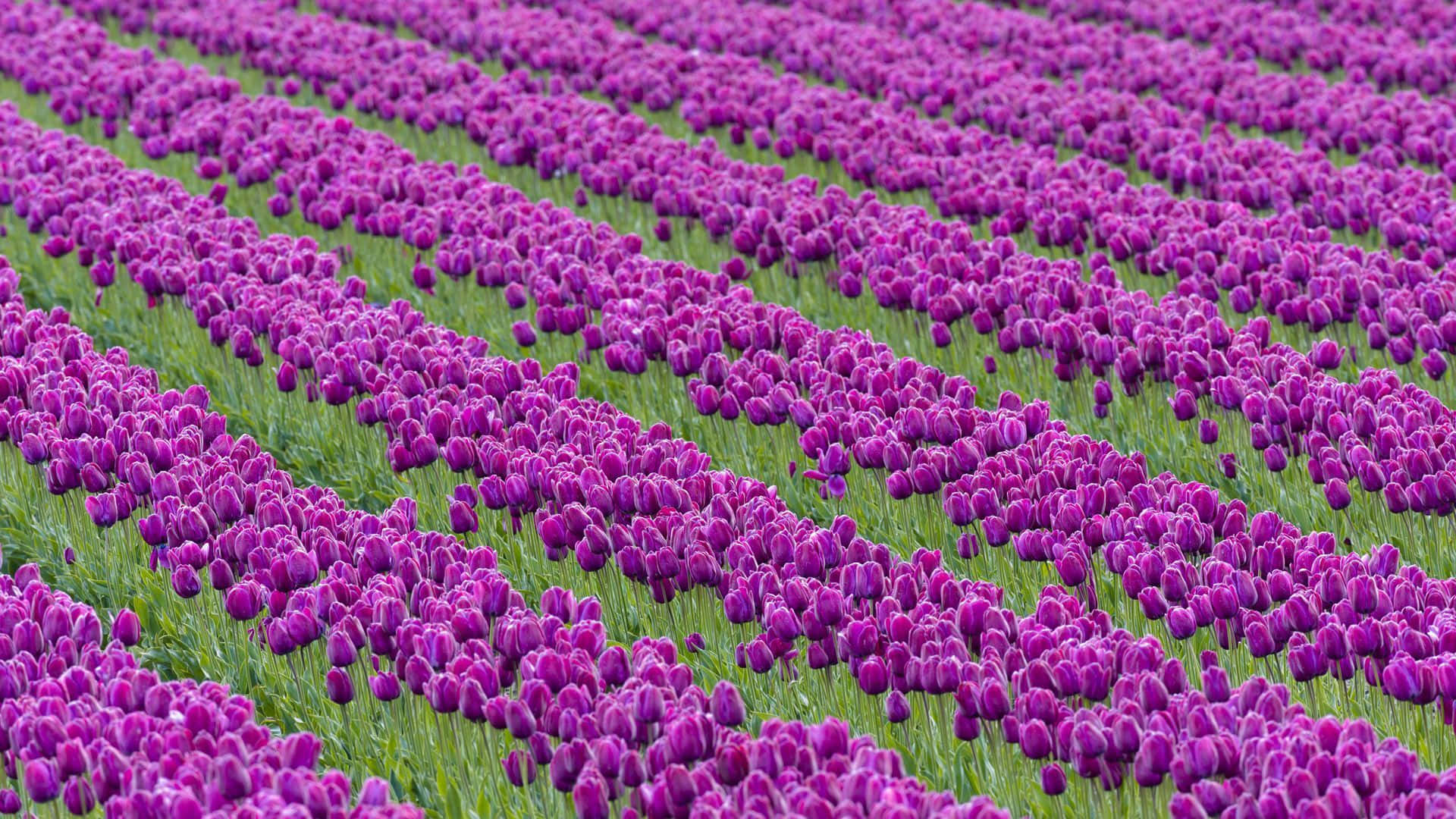 Campode Tulipanes Vibrantes Al Atardecer Fondo de pantalla