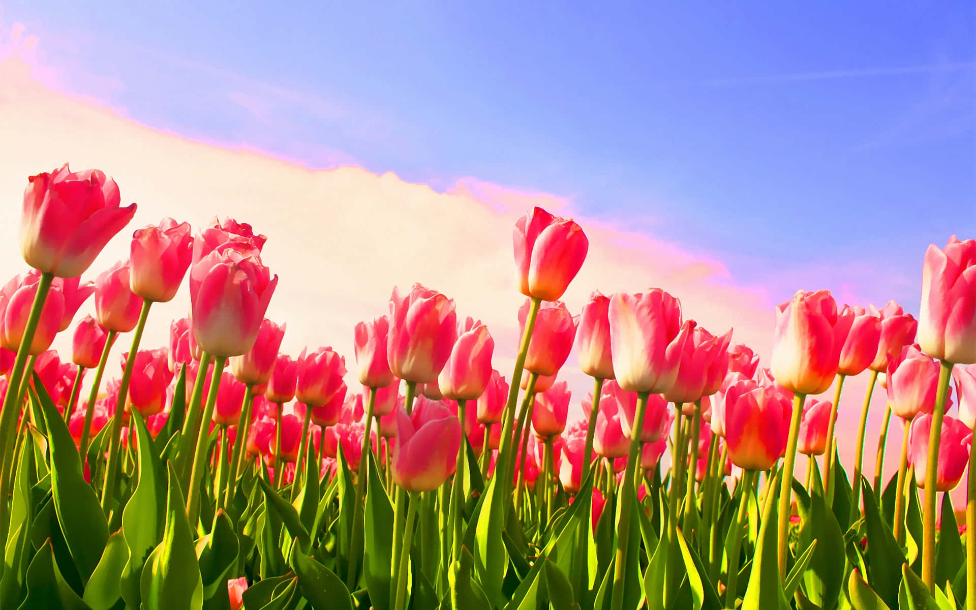 Campode Tulipanes Vibrantes Floreciendo En Primavera. Fondo de pantalla